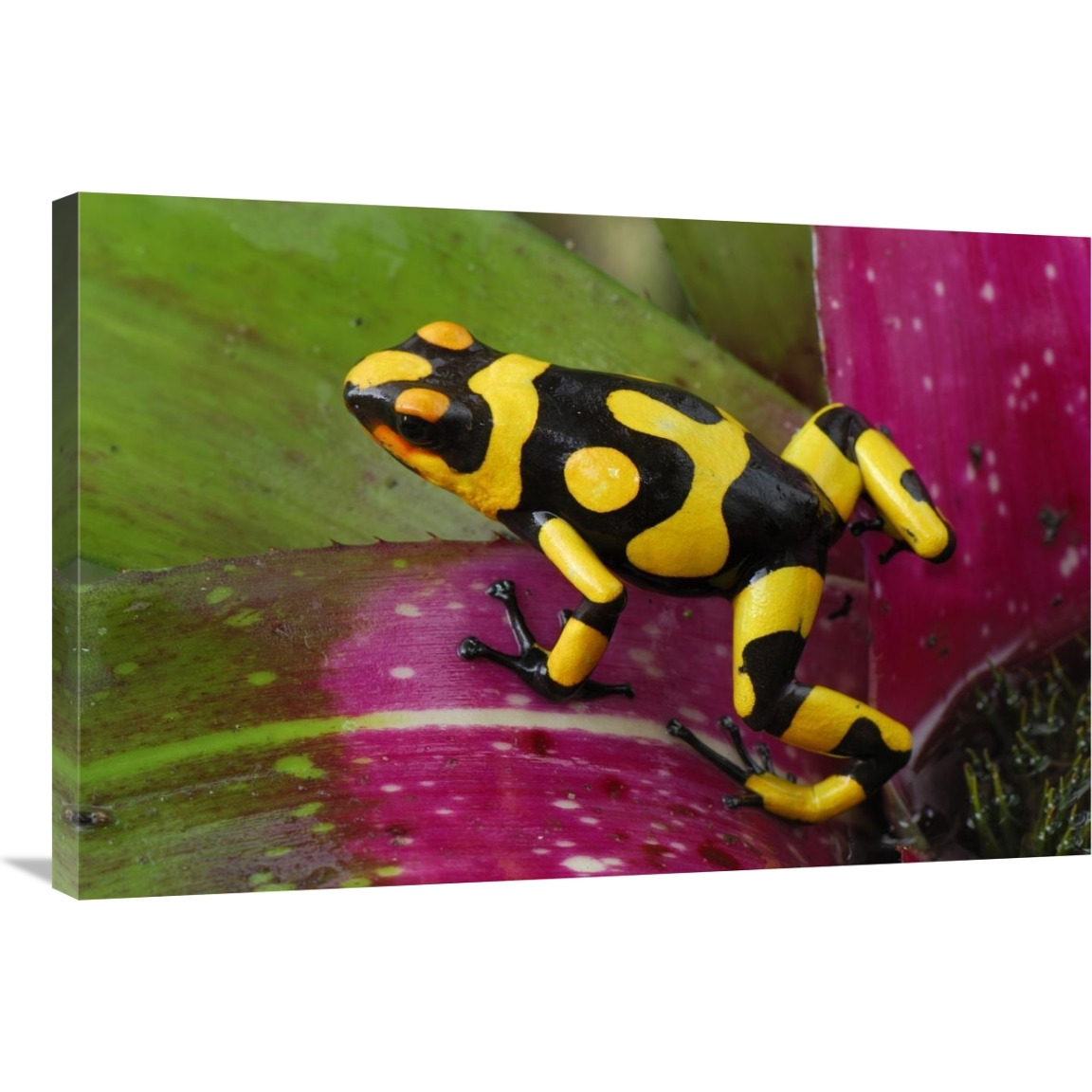 Harlequin Poison Dart Frog on bromeliad, Cauca, Colombia-Canvas Art-36&quotx24"