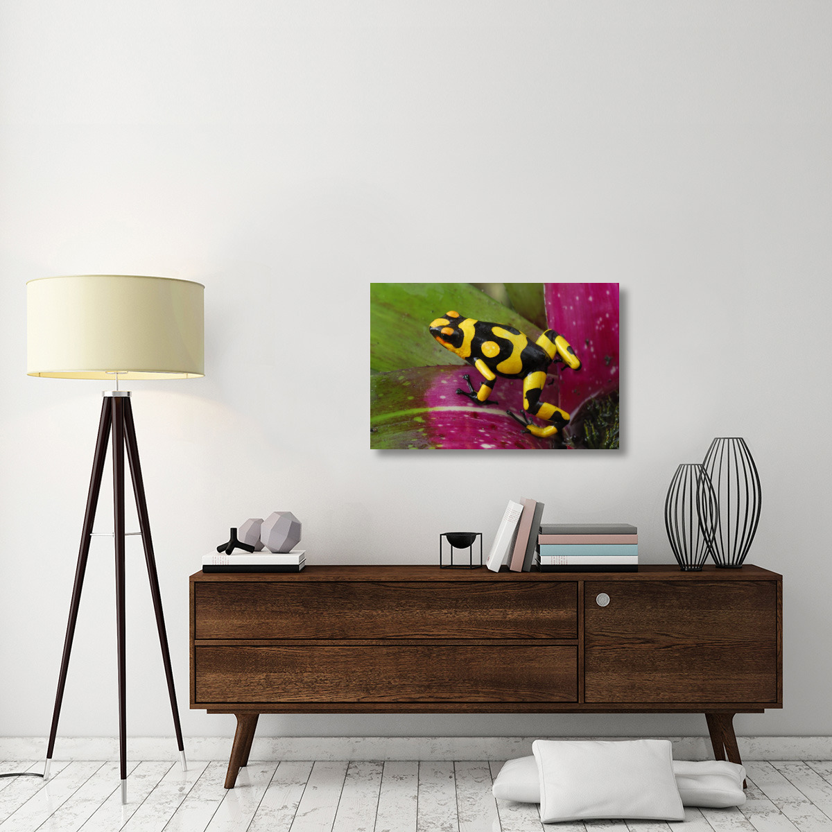 Harlequin Poison Dart Frog on bromeliad, Cauca, Colombia-Canvas Art-36&quotx24"