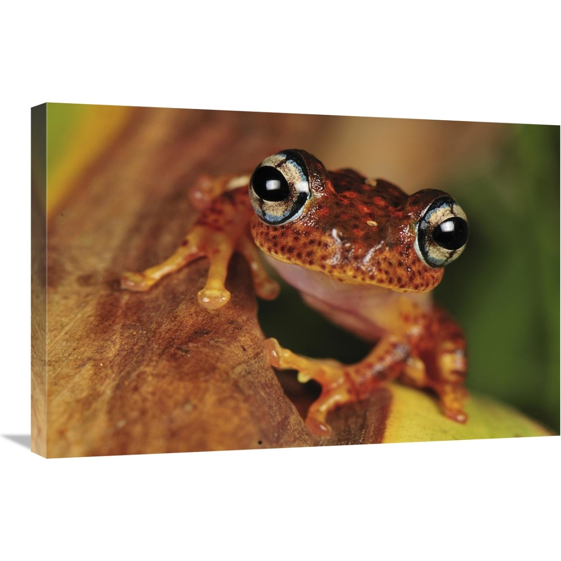 Tree Frog portrait, Andasibe-Mantadia National Park, Madagascar-Canvas Art-30&quotx20"