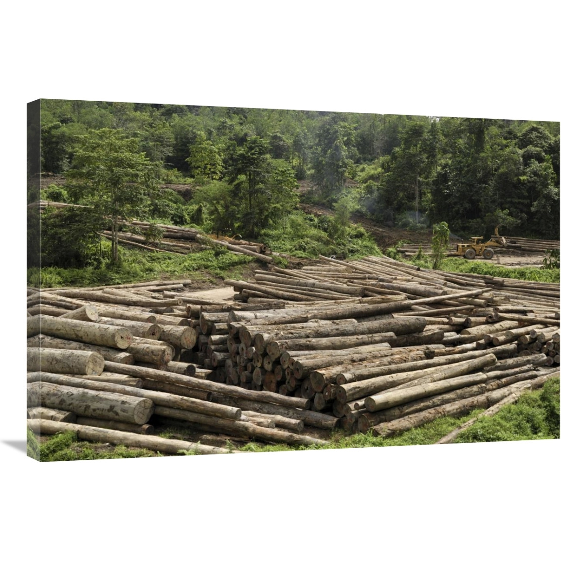 Logs in logging area, Danum Valley Conservation Area, Borneo, Malaysia-Canvas Art-36&quotx24"