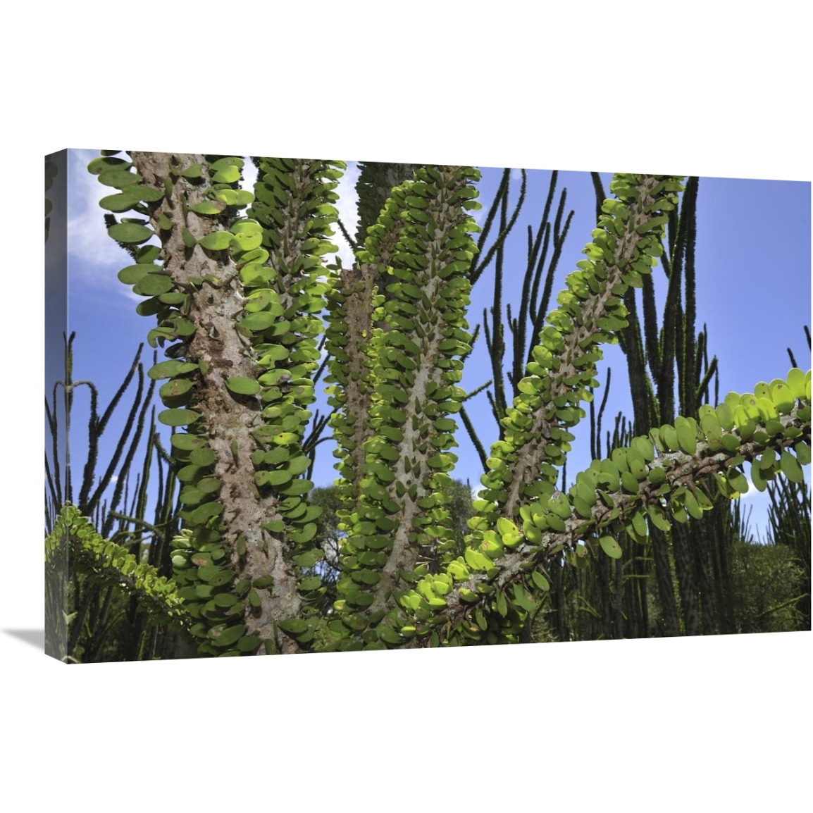 Madagascan Ocotillo, Spiny Forest, Berenty Private Reserve, Madagascar-Canvas Art-30&quotx20"