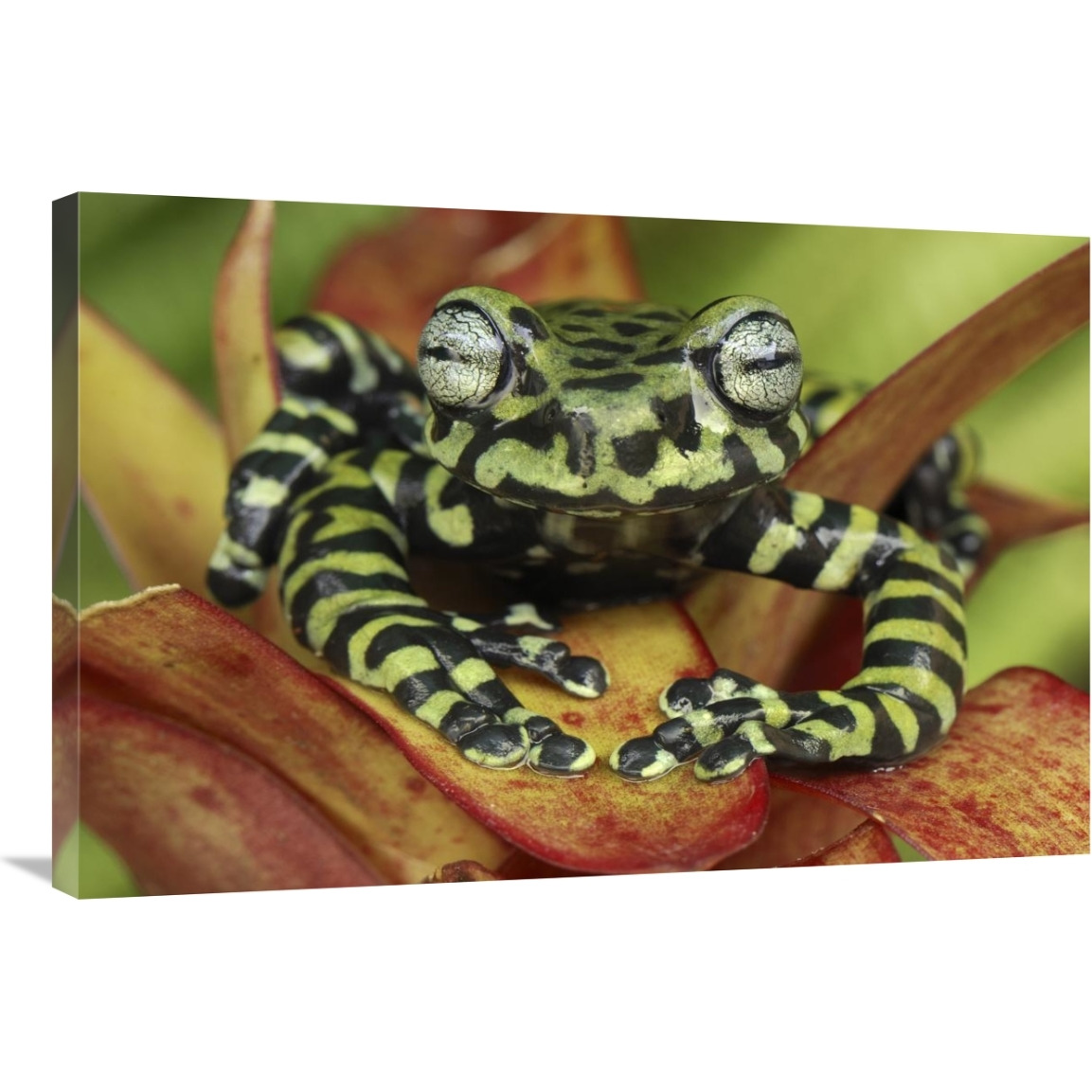 Tiger&quots Treefrog on bromeliad, new species discovered in 2007, Colombia-Canvas Art-36&quotx24"