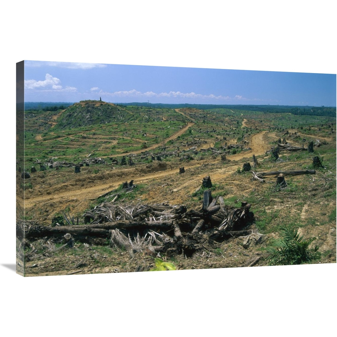 Rainforest deforestation for oil palm plantation, Sabah, Borneo, Malaysia-Canvas Art-36&quotx24"