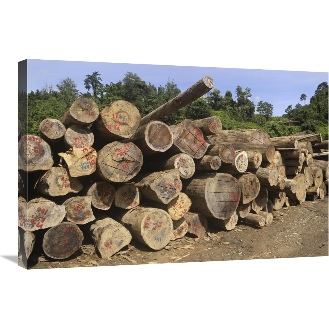 Timber at a logging area, Danum Valley Conservation Area, Borneo, Malaysia-Canvas Art-30&quotx20"