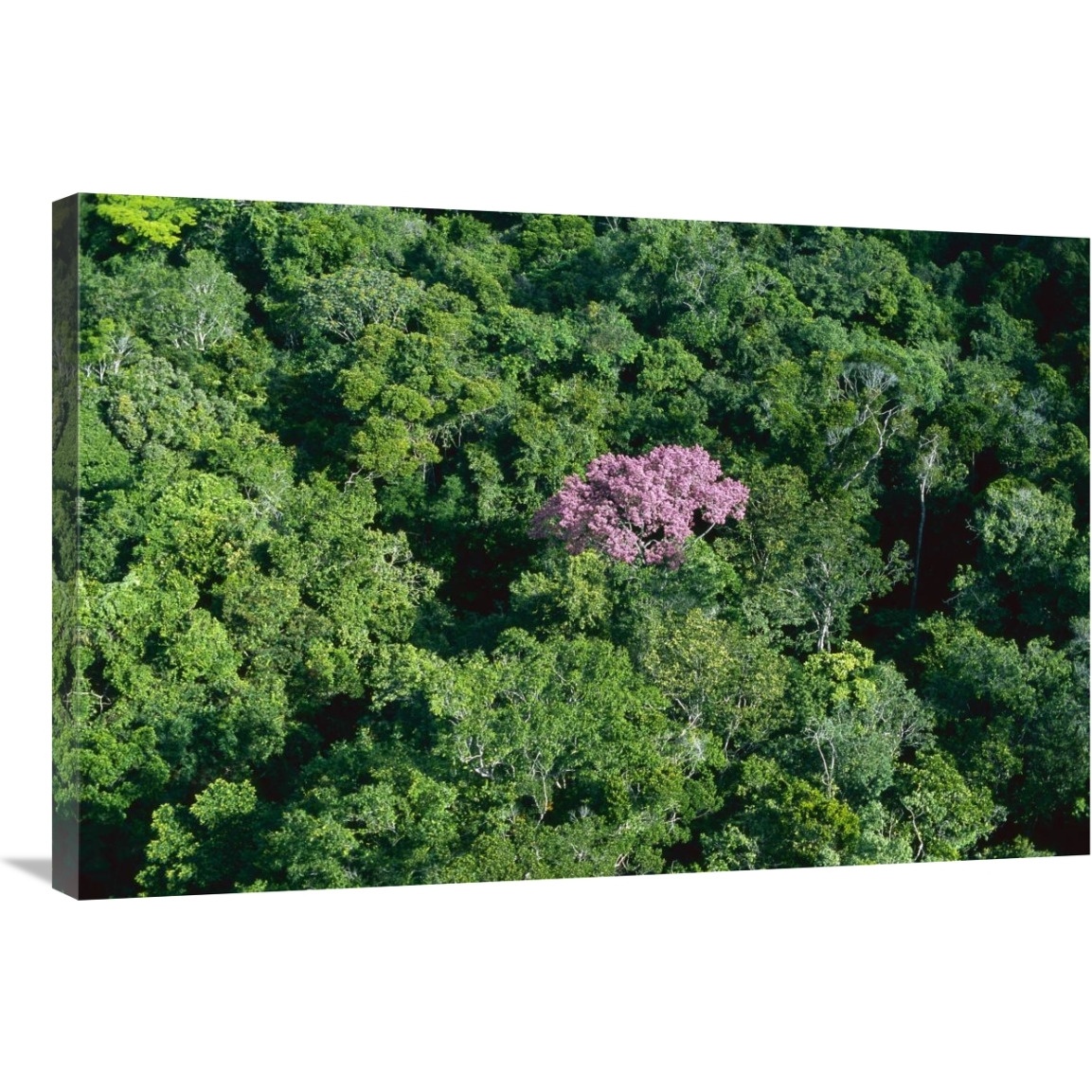 Pink flowering tree in rainforest canopy, Canaima National Park, Venezuela-Canvas Art-36&quotx24"