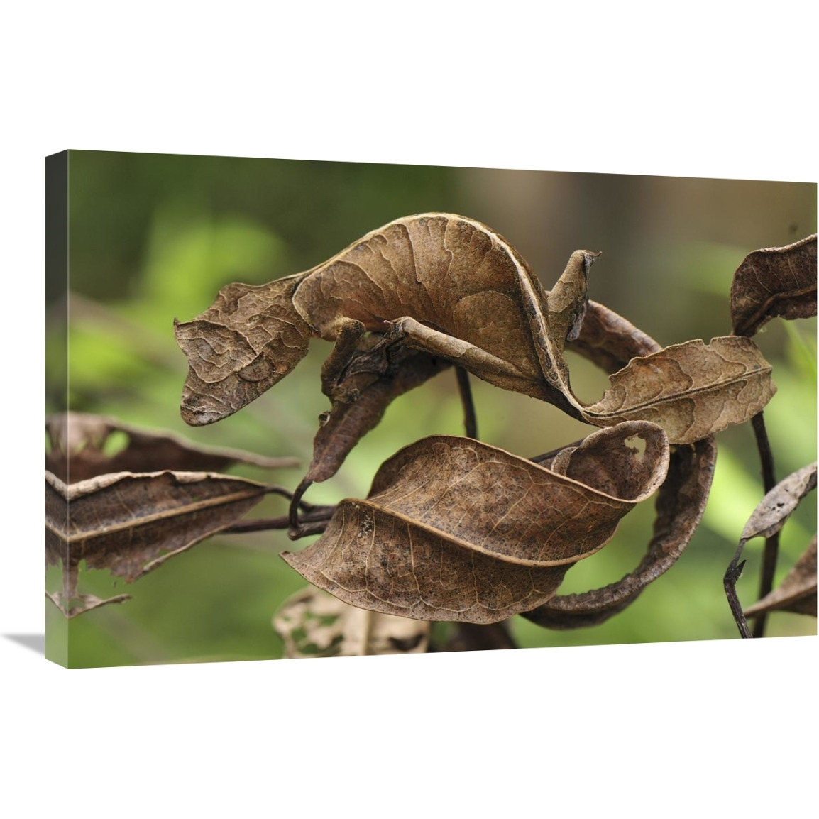 Fantastic Leaf-tail Gecko mimicking leaves, Andasibe-Mantadia National Park, Madagascar-Canvas Art-30&quotx20"