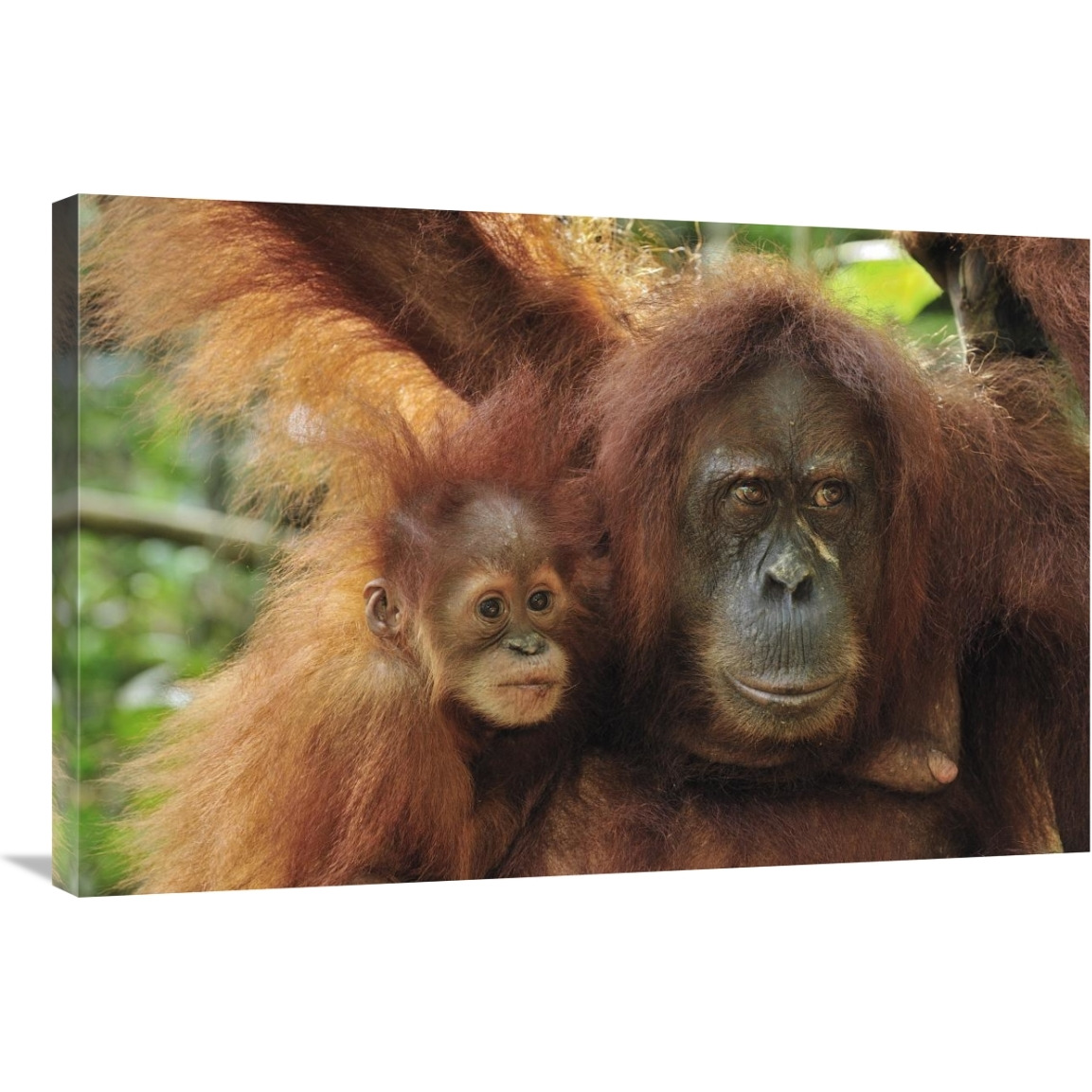 Sumatran Orangutan mother with young, Gunung Leuser National Park, northern Sumatra, Indonesia-Canvas Art-36&quotx24"