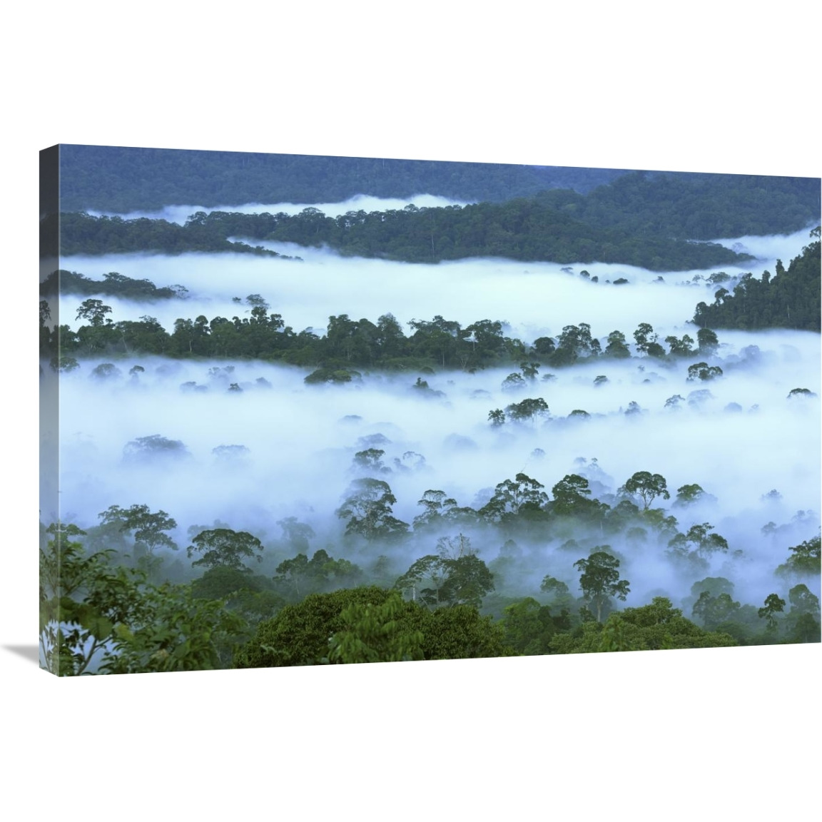 Canopy of lowland rainforest at dawn with fog, Danum Valley Conservation Area, Borneo, Malaysia-Canvas Art-36&quotx24"