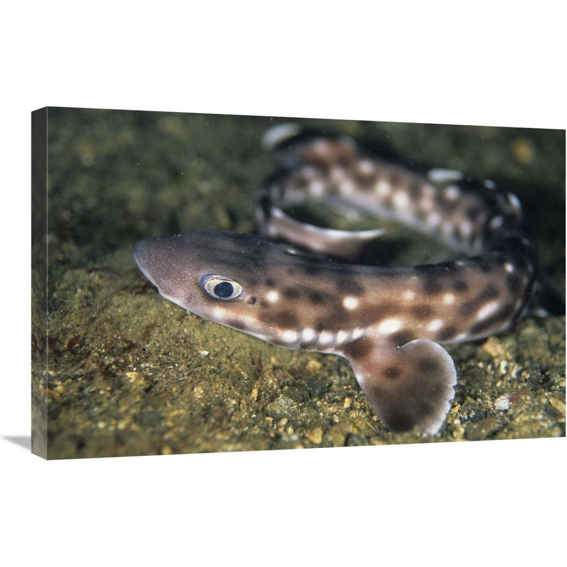Coral Catshark, Lembeh Strait, Sulawesi, Indonesia-Canvas Art-30&quotx20"