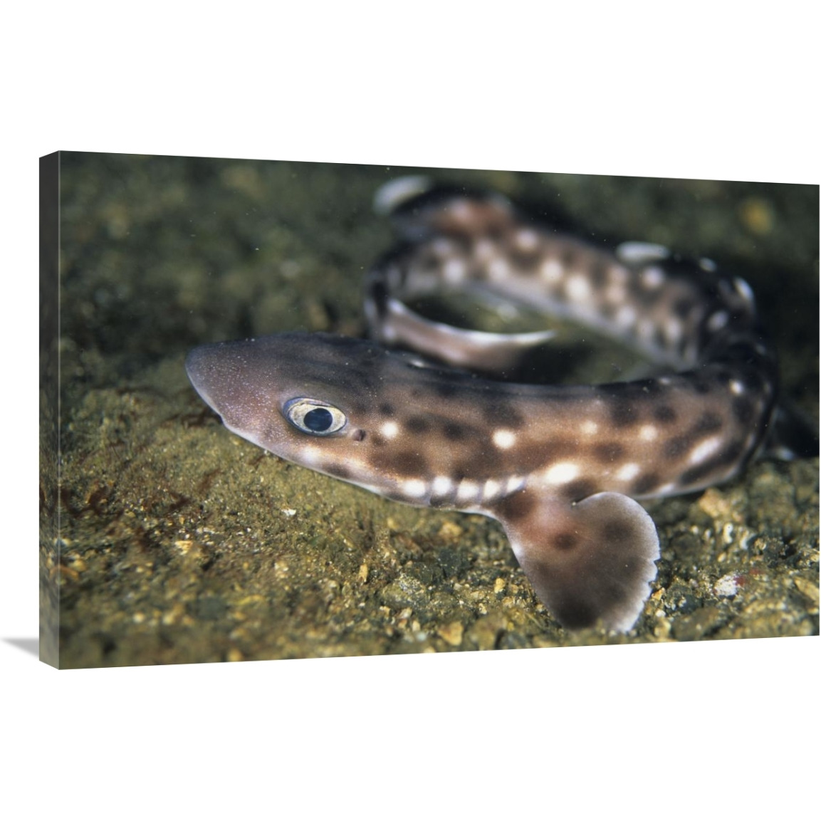 Coral Catshark, Lembeh Strait, Sulawesi, Indonesia-Canvas Art-36&quotx24"