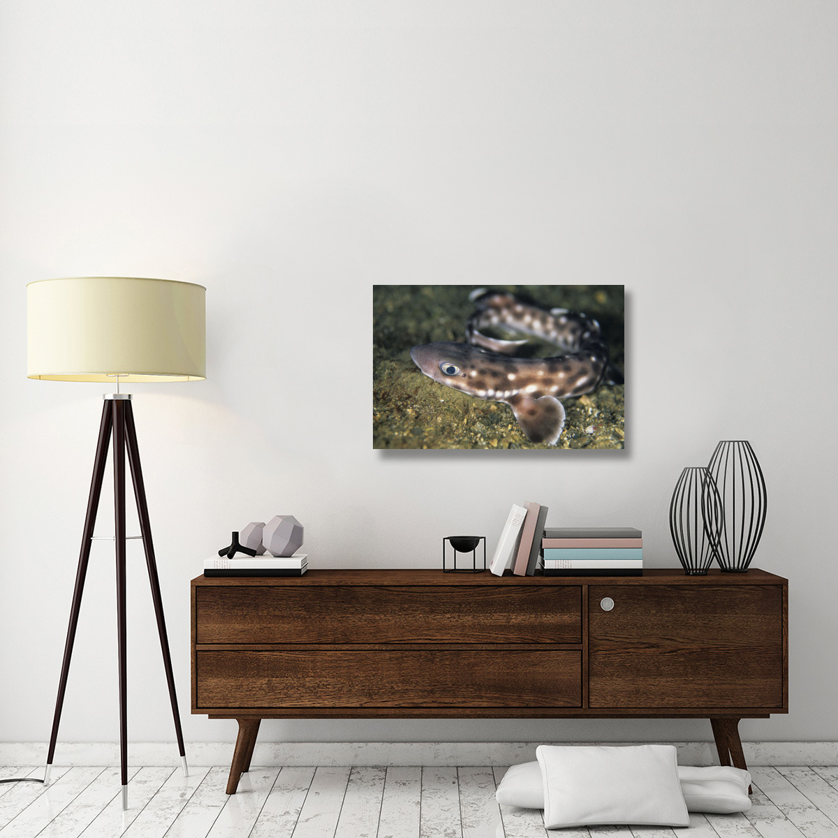 Coral Catshark, Lembeh Strait, Sulawesi, Indonesia-Canvas Art-36&quotx24"