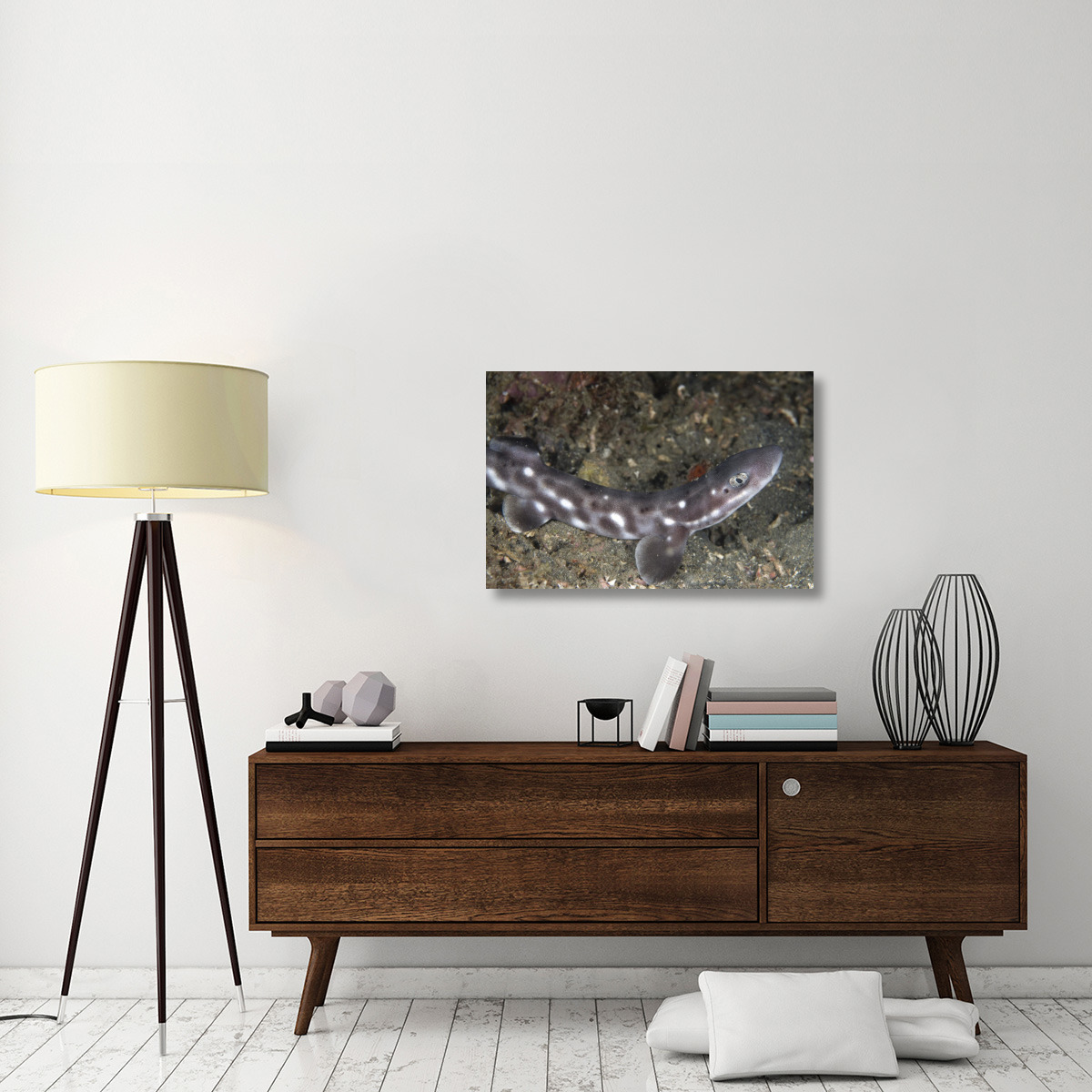 Coral Catshark , Lembeh Island, Sulawesi, Indonesia-Canvas Art-36&quotx24"