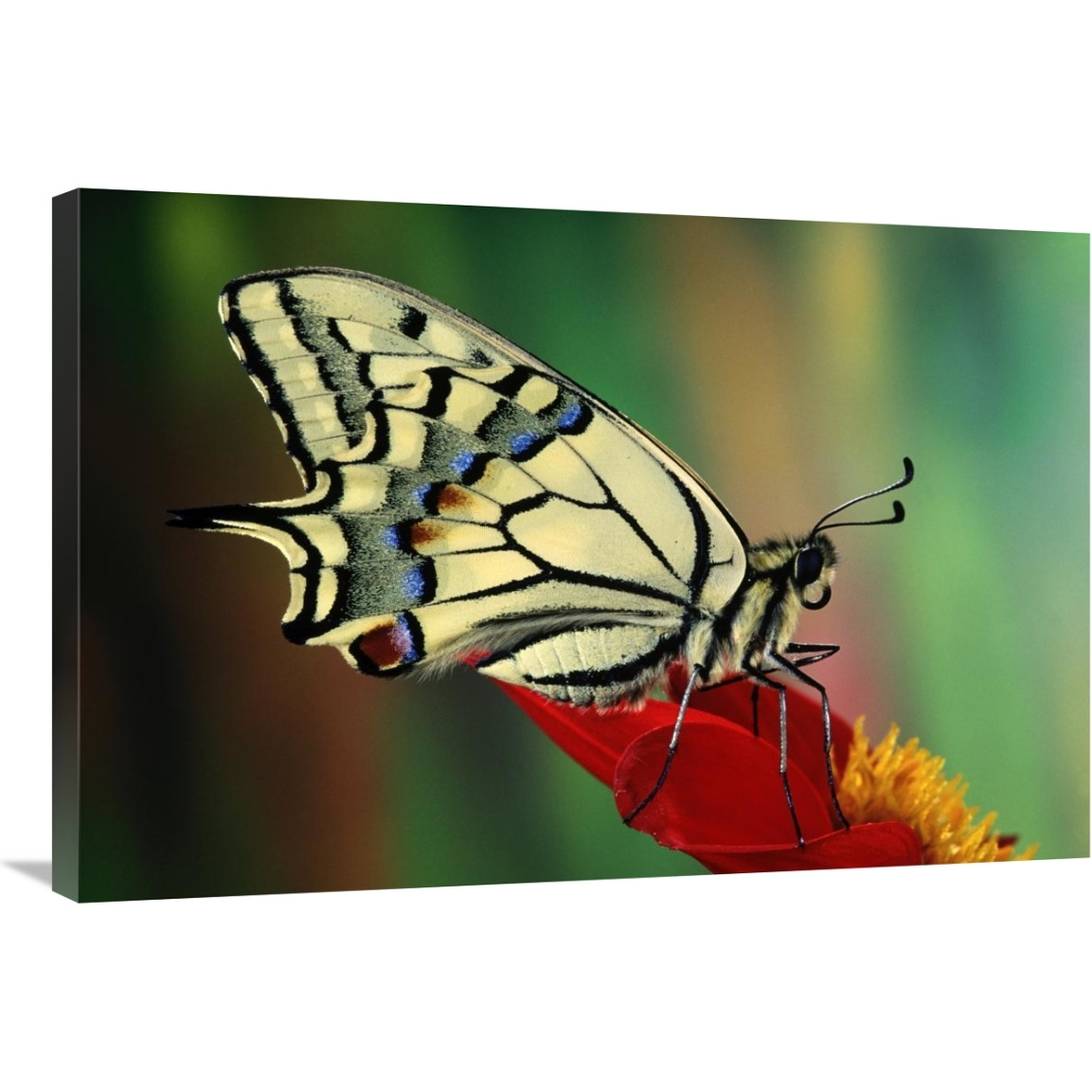Oldworld Swallowtail side view, Europe-Canvas Art-36&quotx24"