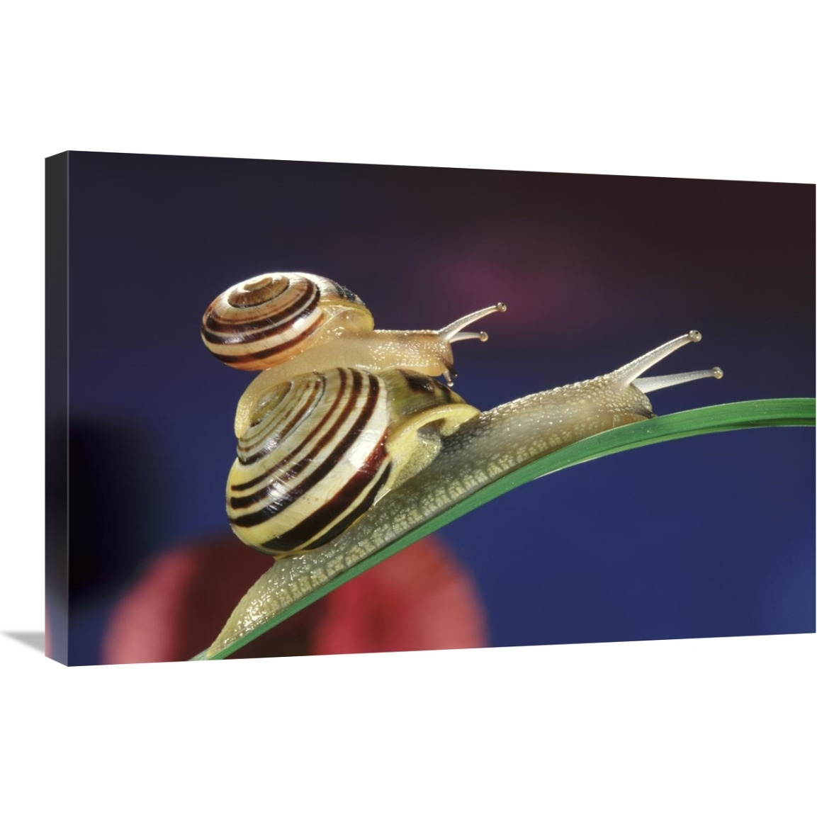 Brown Lipped Snail small snail riding on the shell of a larger snail, western Europe-Canvas Art-30&quotx20"