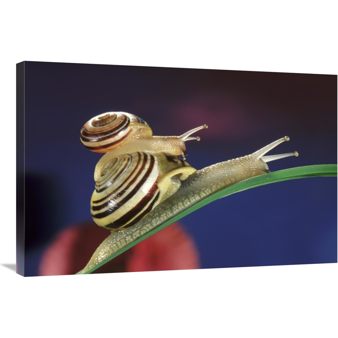 Brown Lipped Snail small snail riding on the shell of a larger snail, western Europe-Canvas Art-36&quotx24"