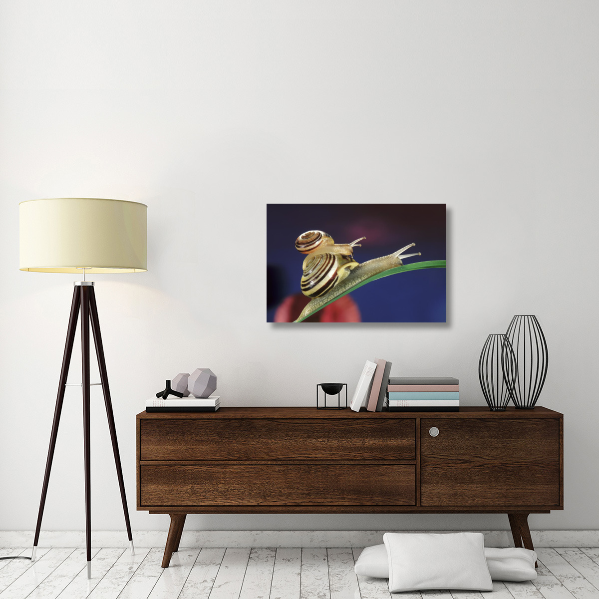 Brown Lipped Snail small snail riding on the shell of a larger snail, western Europe-Canvas Art-36&quotx24"