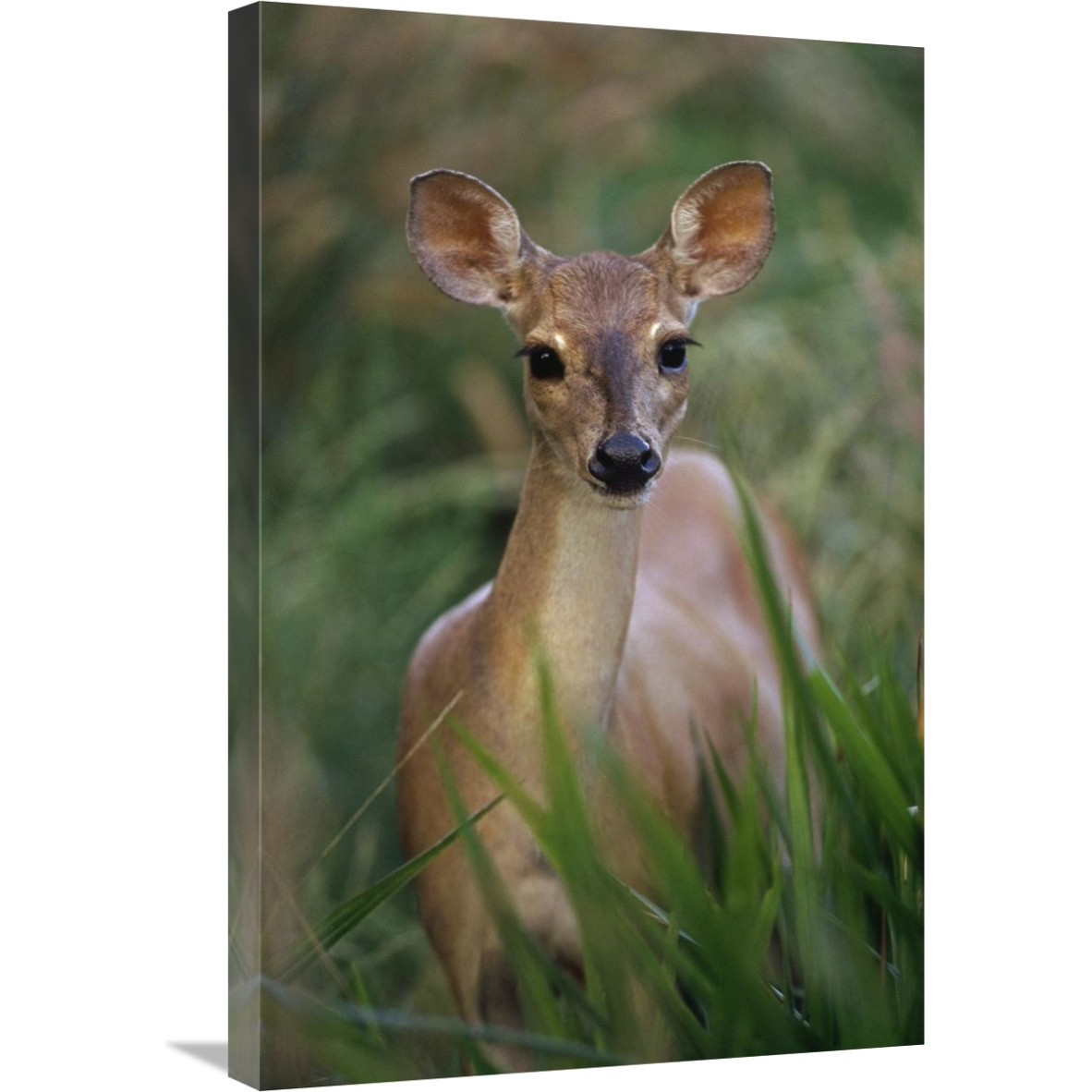 Marsh or Swamp Deer portrait, Pantanal ecosystem, Brazil-Canvas Art-20&quotx30"