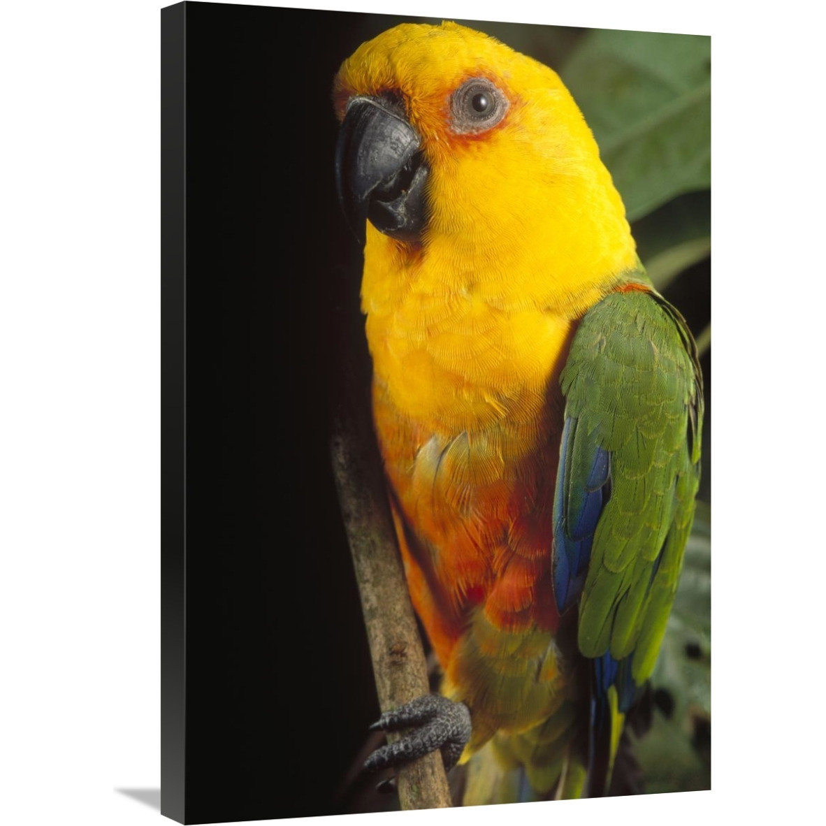 Yellow-faced Parrot portrait, threatened, southern Brazil-Canvas Art-20&quotx30"