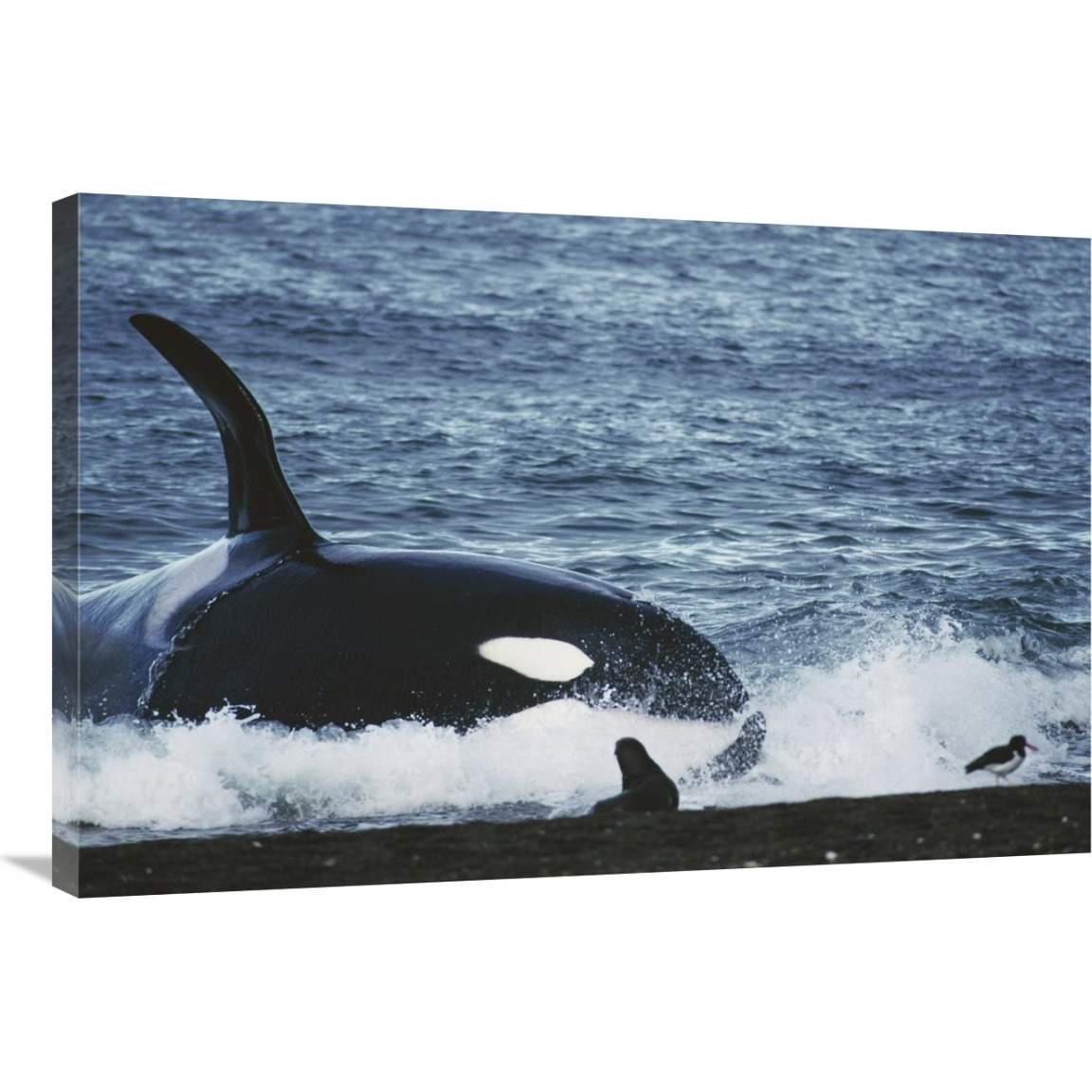 Orca hunting South American Sea Lion group by beaching itself, Peninsula Valdez, Argentina-Canvas Art-36&quotx24"