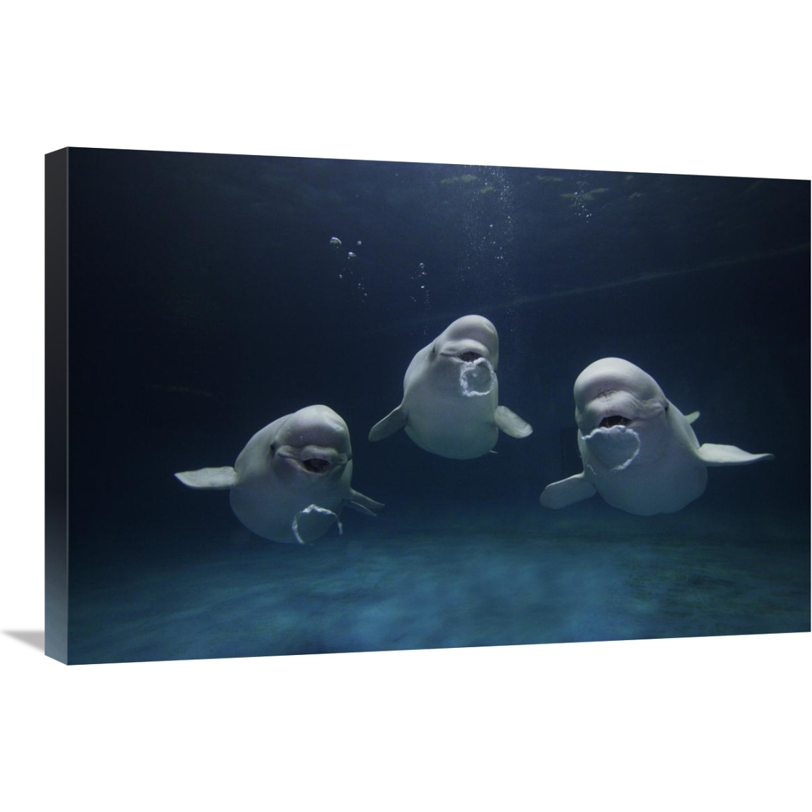 Beluga whale trio blowing toroidal bubble rings, Shimane Aquarium, Japan-Canvas Art-30&quotx20"