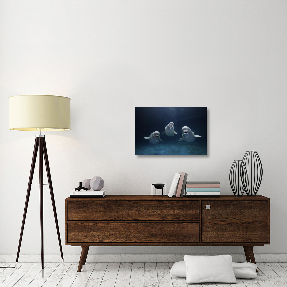 Beluga whale trio blowing toroidal bubble rings, Shimane Aquarium, Japan-Canvas Art-30&quotx20"