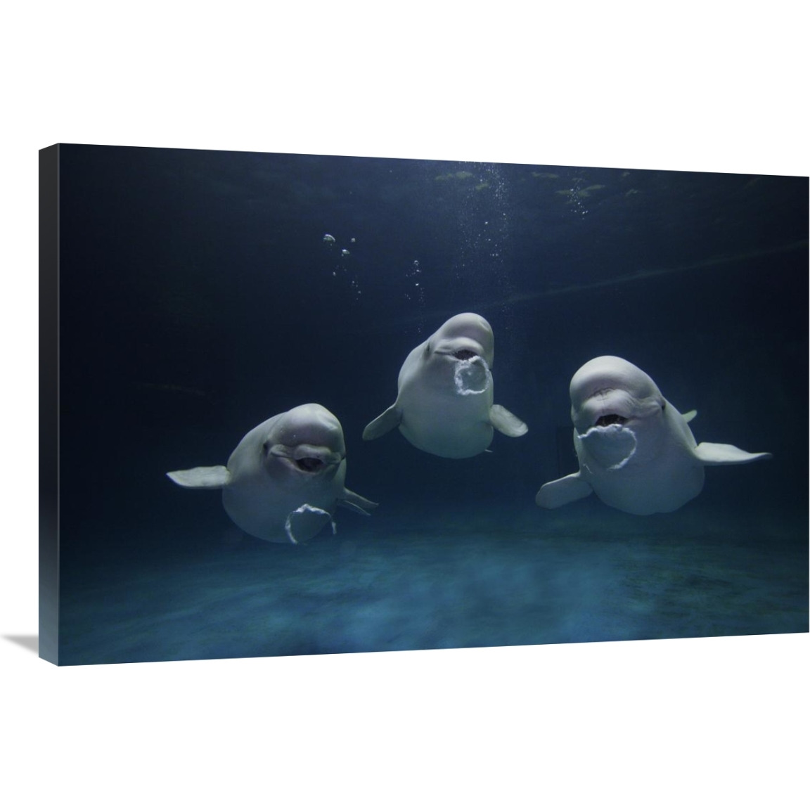 Beluga whale trio blowing toroidal bubble rings, Shimane Aquarium, Japan-Canvas Art-36&quotx24"