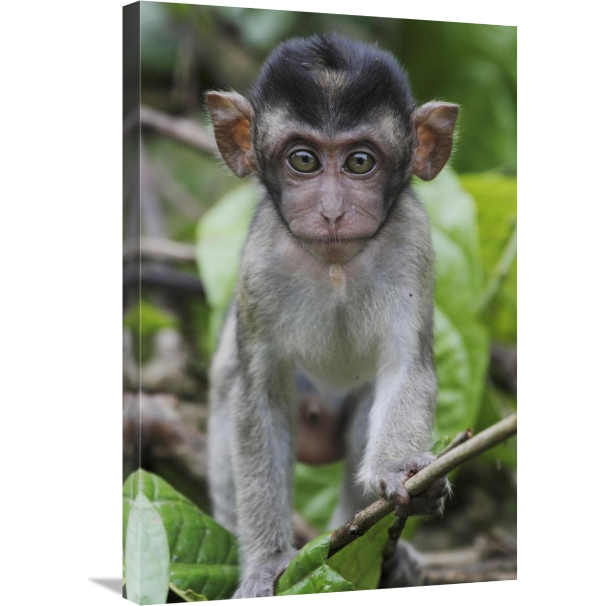 Long-tailed Macaque baby, Saba, Malaysia-Canvas Art-20&quotx30"