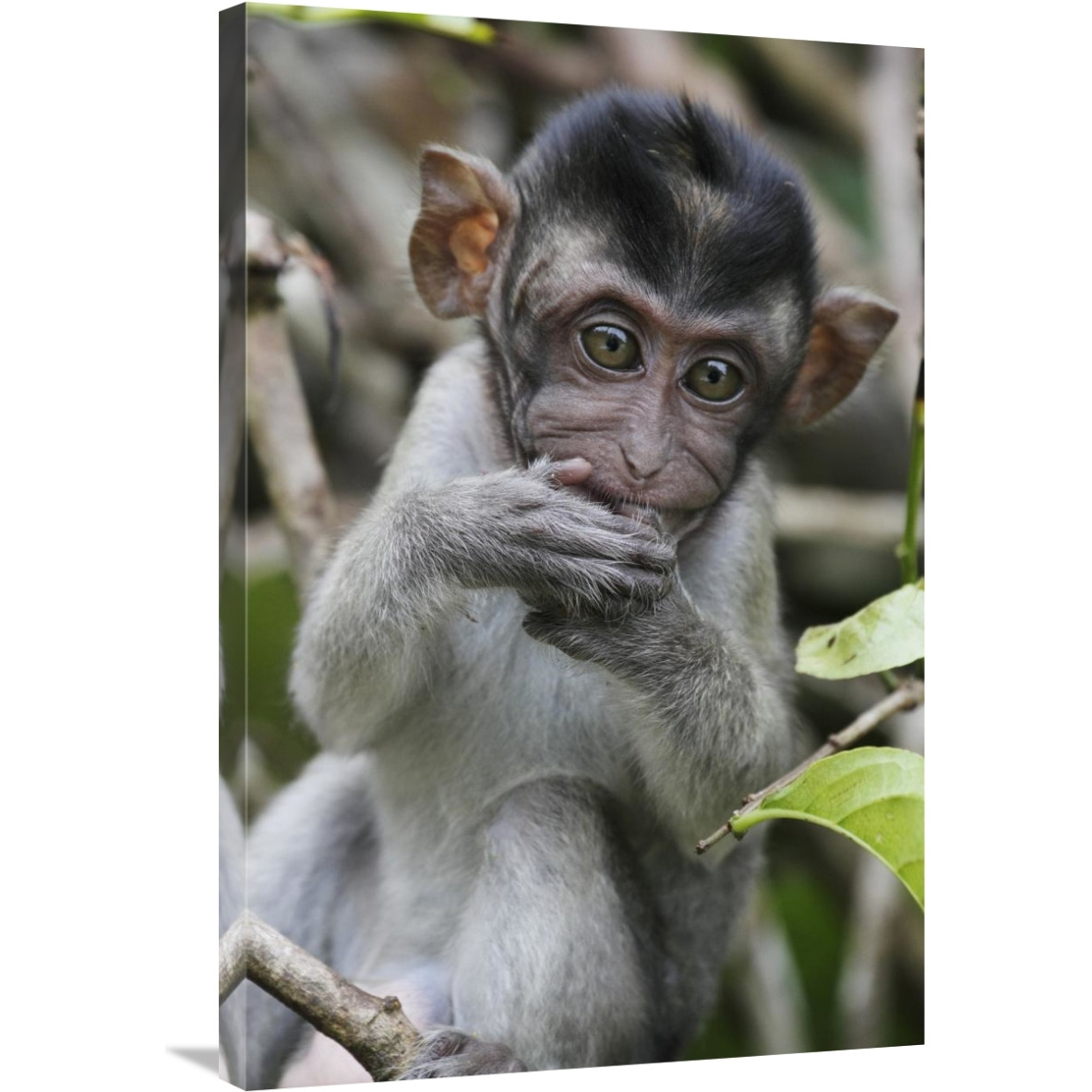 Long-tailed Macaque baby, Saba, Malaysia-Canvas Art-24&quotx36"