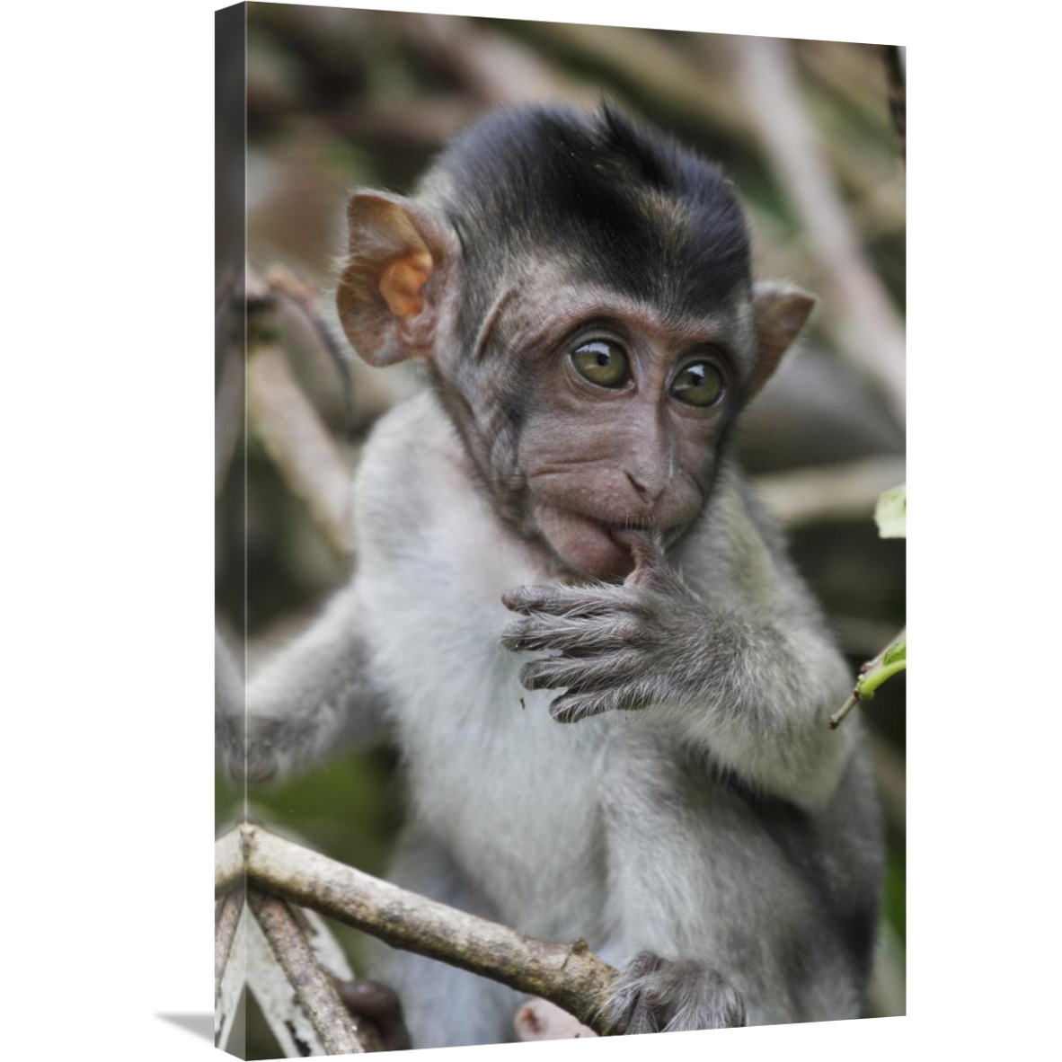 Long-tailed Macaque baby, Saba, Malaysia-Canvas Art-20&quotx30"