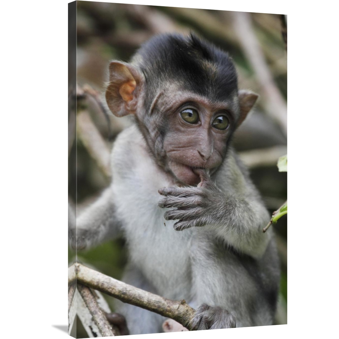 Long-tailed Macaque baby, Saba, Malaysia-Canvas Art-24&quotx36"