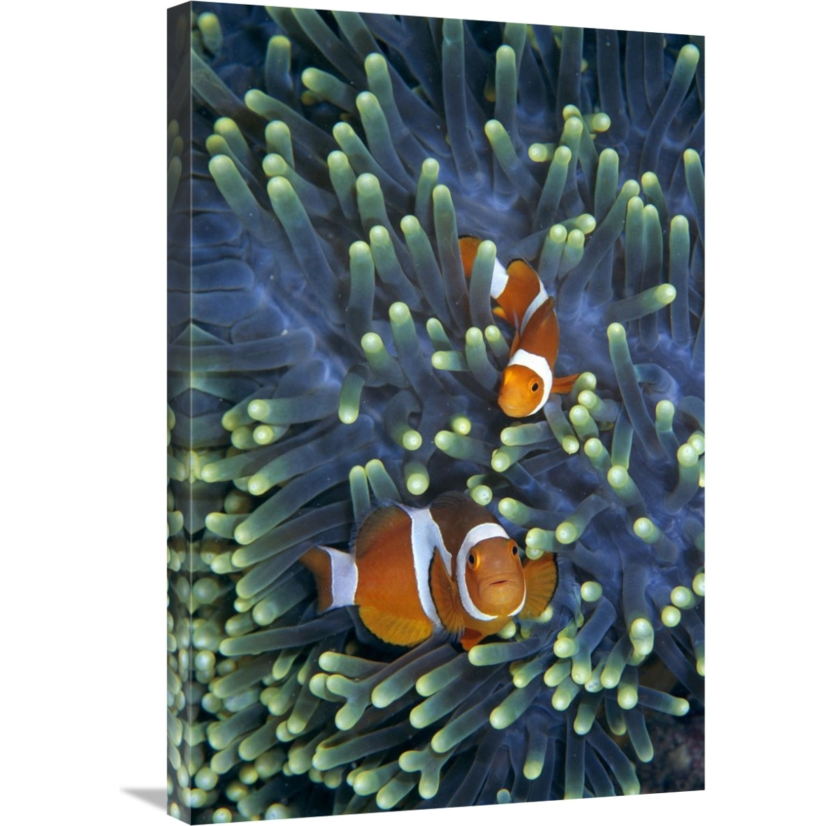 Clown Anemonefish pair in sea anemone tentacles-Canvas Art-20&quotx30"