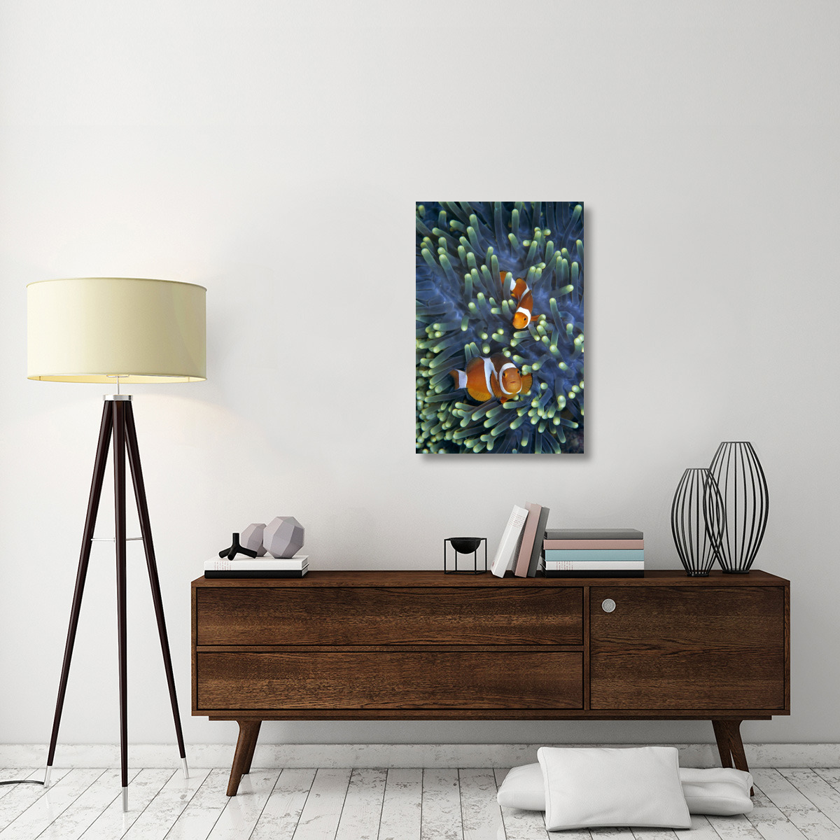 Clown Anemonefish pair in sea anemone tentacles-Canvas Art-24&quotx36"