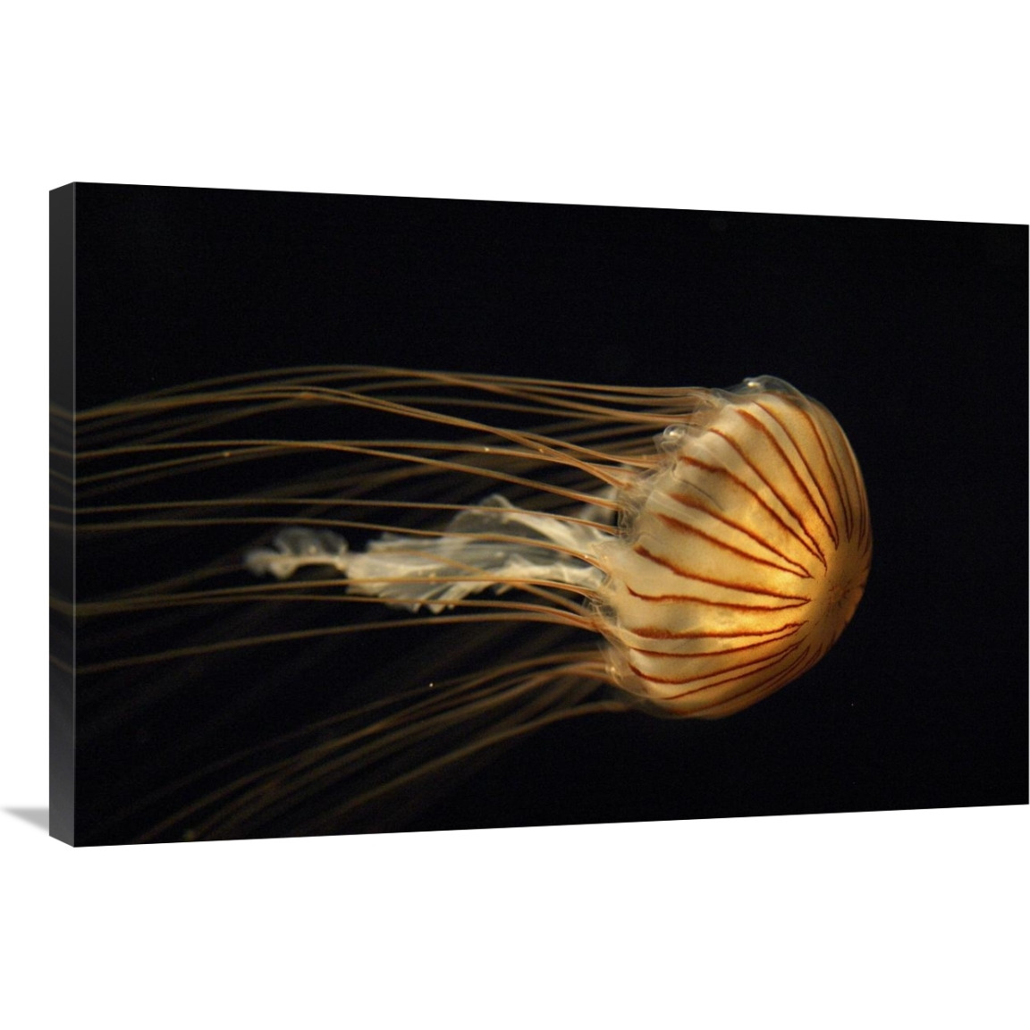 Northern Sea Nettle Jellyfish northern Pacific Ocean-Canvas Art-36&quotx24"