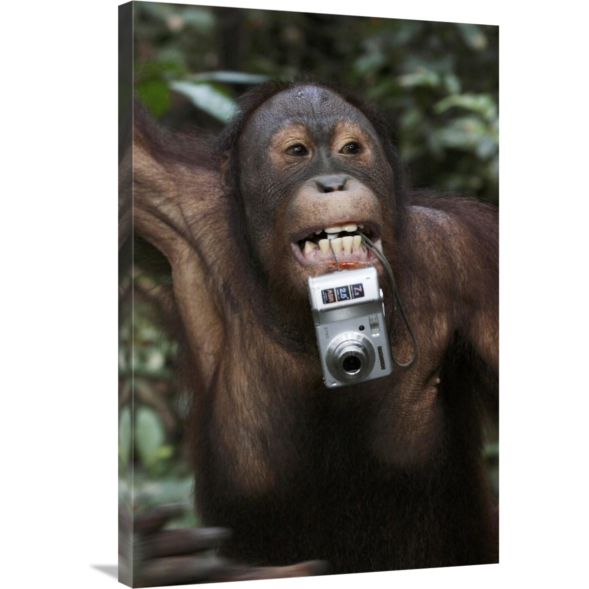 Orangutan with tourist&quots camera, Malaysia, Saba, Borneo-Canvas Art-24&quotx36"