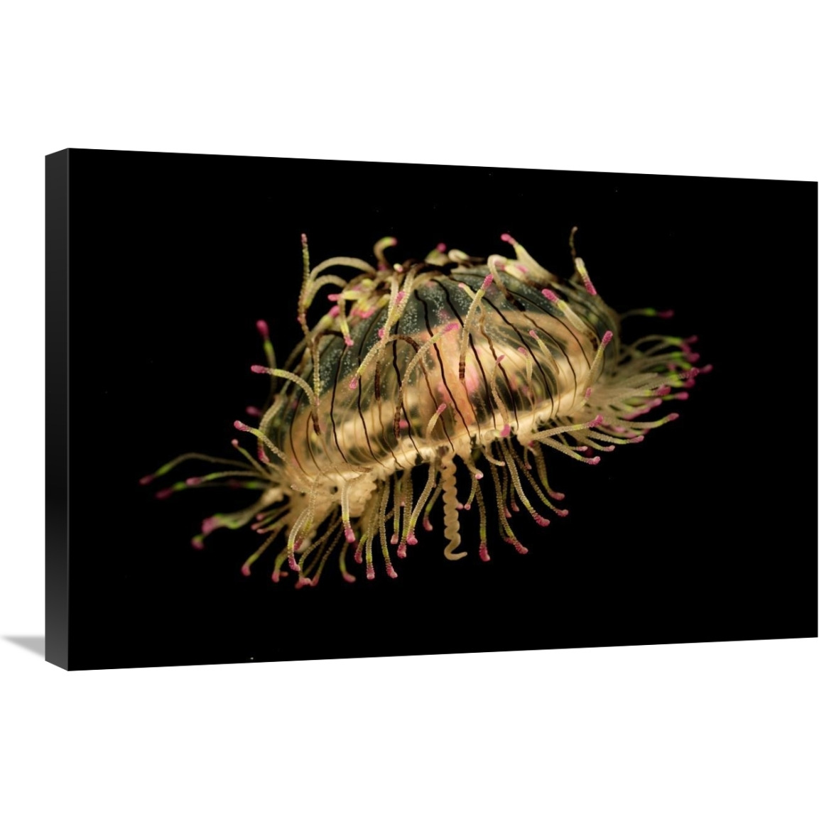Flower Hat Jelly, native to Brazil, Argentina and Japan-Canvas Art-30&quotx20"