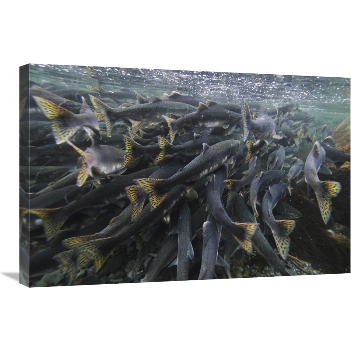 Pink Salmon spawning mass, Prince William Sound, Alaska-Canvas Art-30&quotx20"
