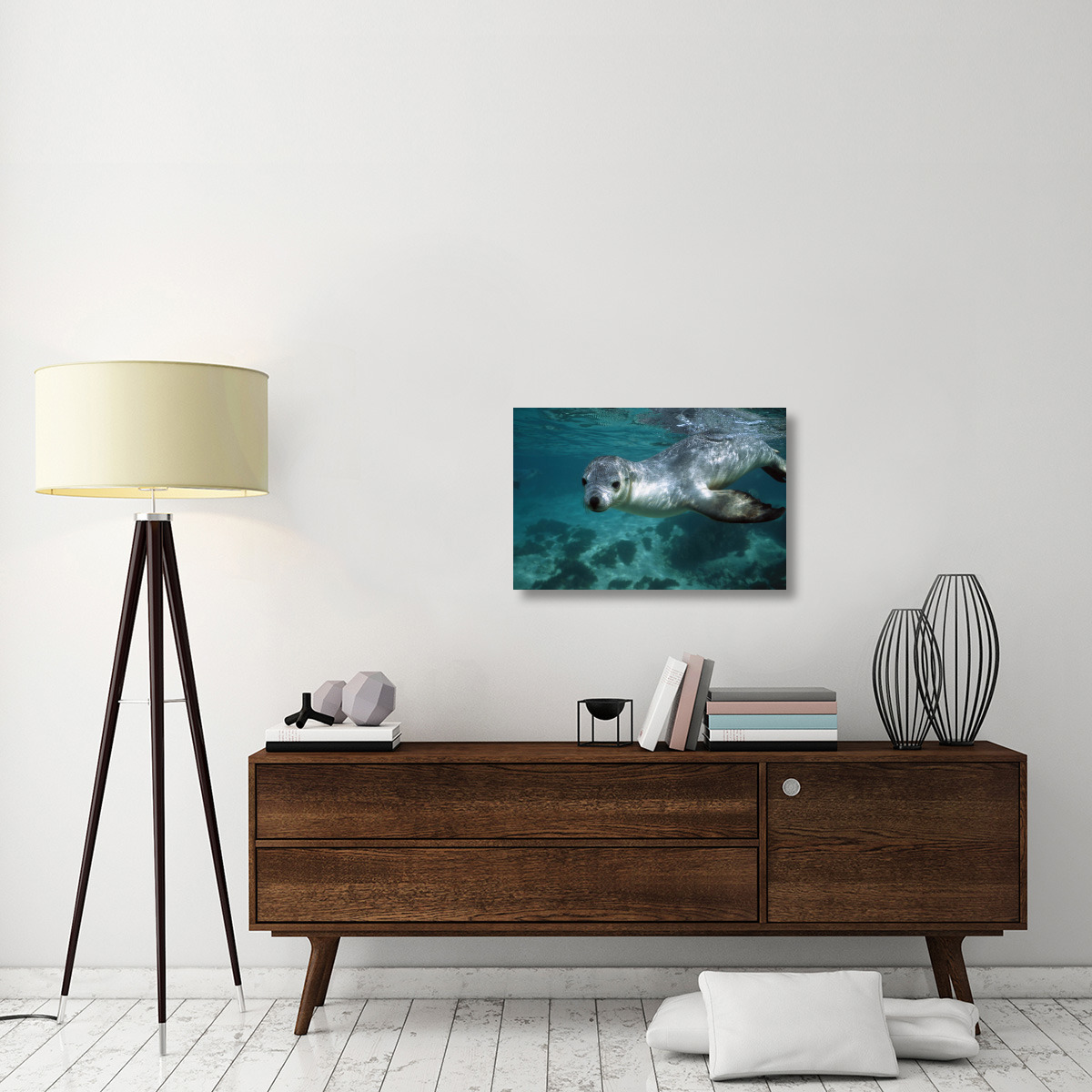 Australian Sea Lion underwater portrait, South Australia-Canvas Art-30&quotx20"
