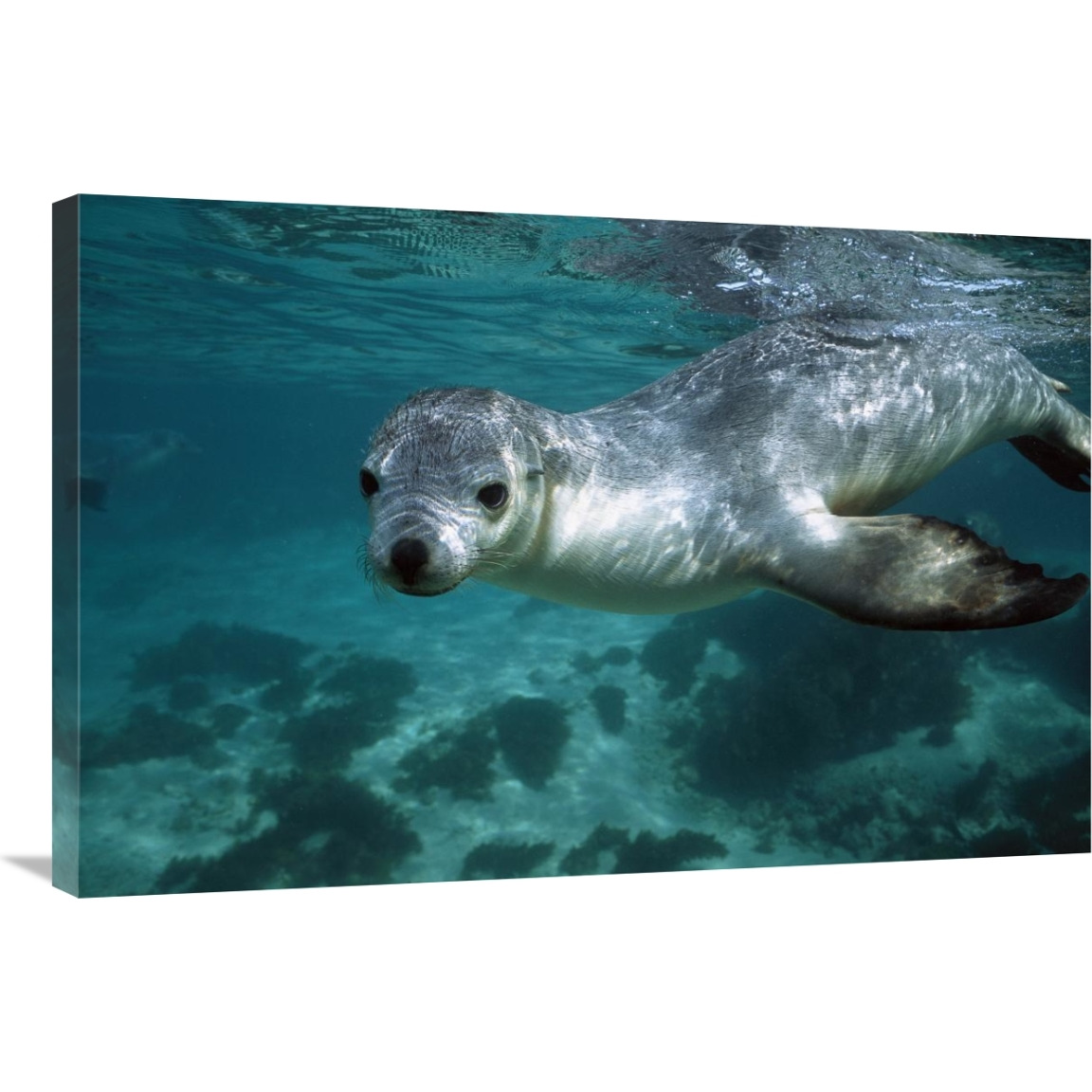 Australian Sea Lion underwater portrait, South Australia-Canvas Art-36&quotx24"