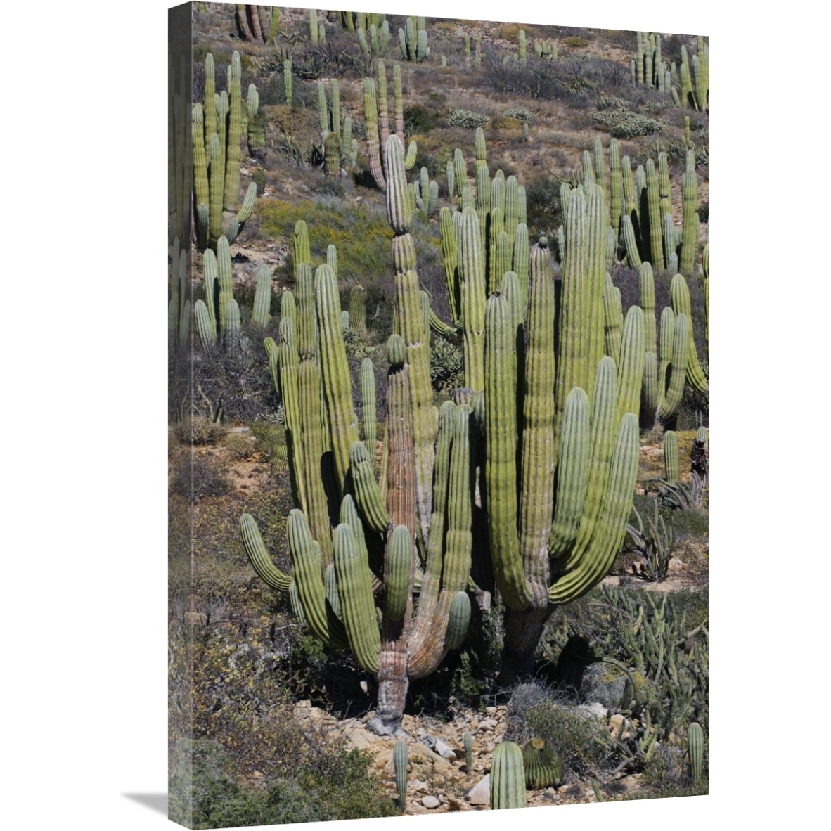 Cardon cacti, Santa Catalina Island, Sea of Cortez, Mexico-Canvas Art-20&quotx30"