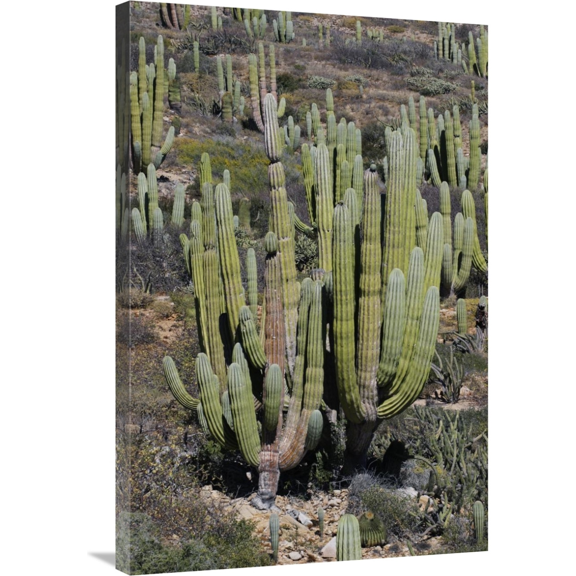 Cardon cacti, Santa Catalina Island, Sea of Cortez, Mexico-Canvas Art-24&quotx36"
