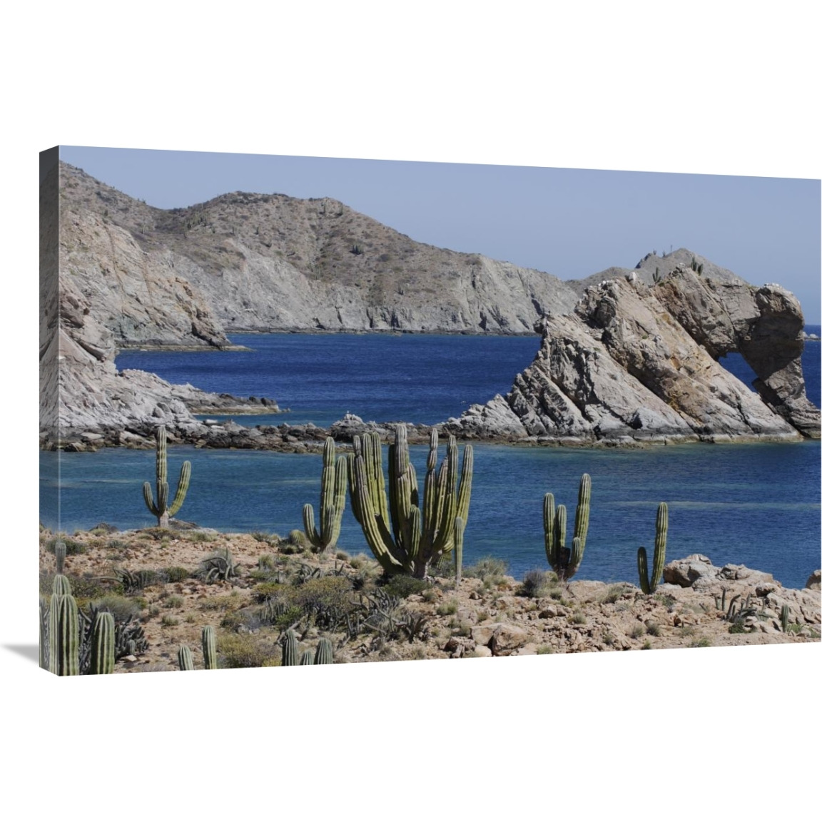 Cardon cacti, Santa Catalina Island, Sea of Cortez, Mexico-Canvas Art-36&quotx24"