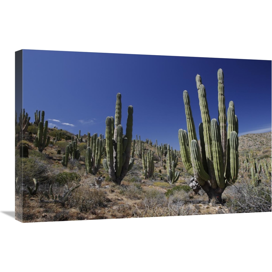 Cardon cacti in desert landscape, Santa Catalina Island, Mexico-Canvas Art-30&quotx20"
