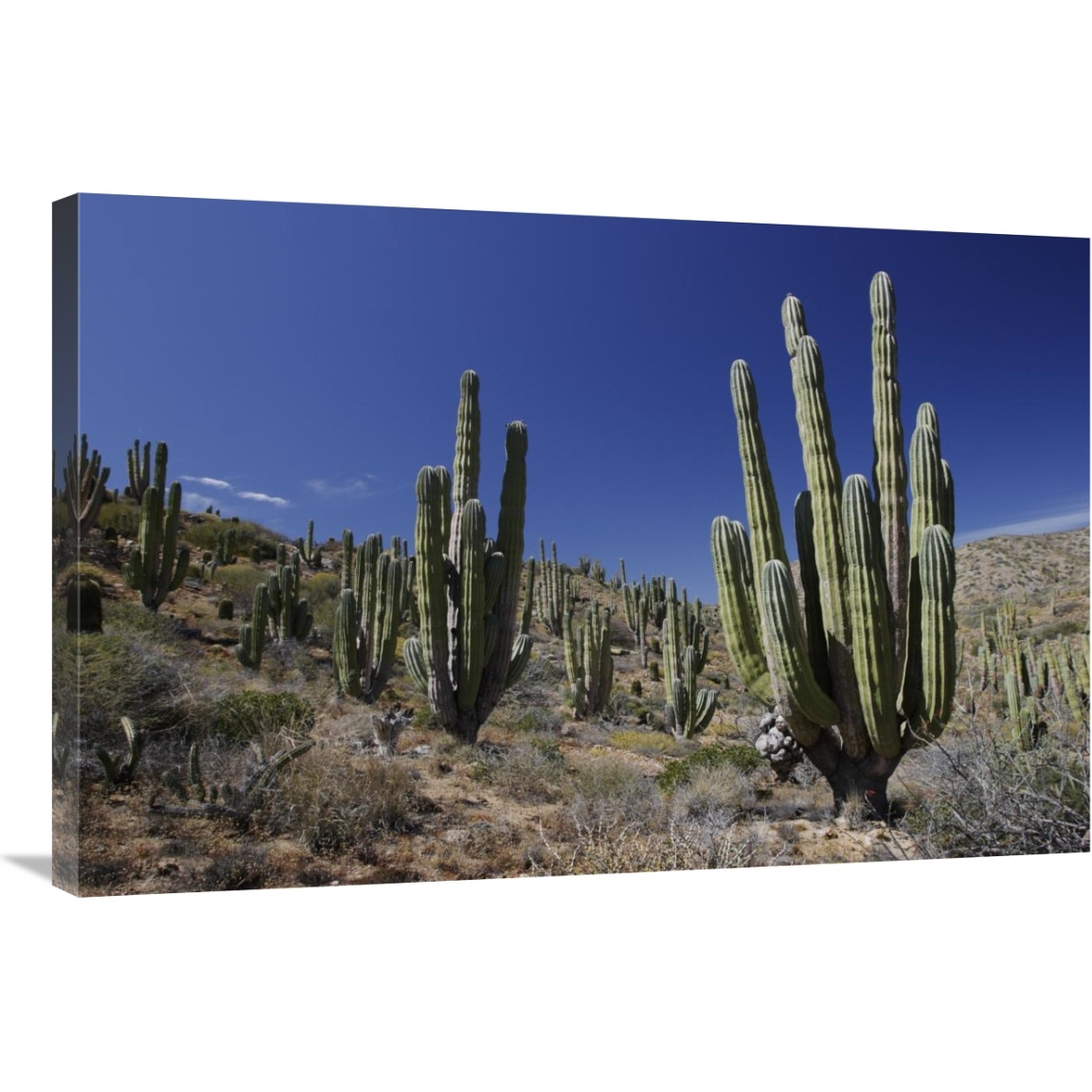 Cardon cacti in desert landscape, Santa Catalina Island, Mexico-Canvas Art-36&quotx24"
