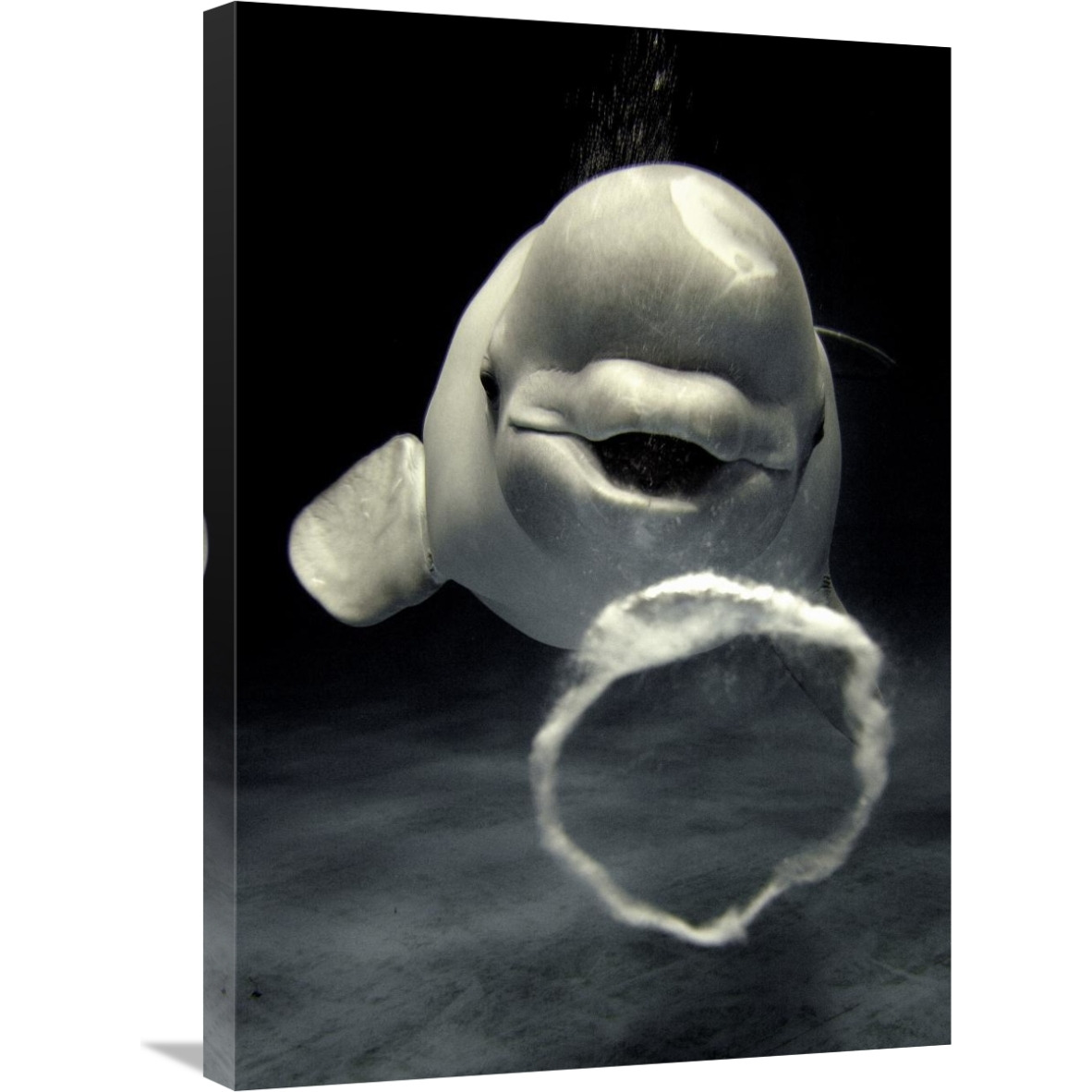 Beluga whale blowing toroidal bubble ring, Shimane Aquarium, Japan-Canvas Art-21&quotx30"