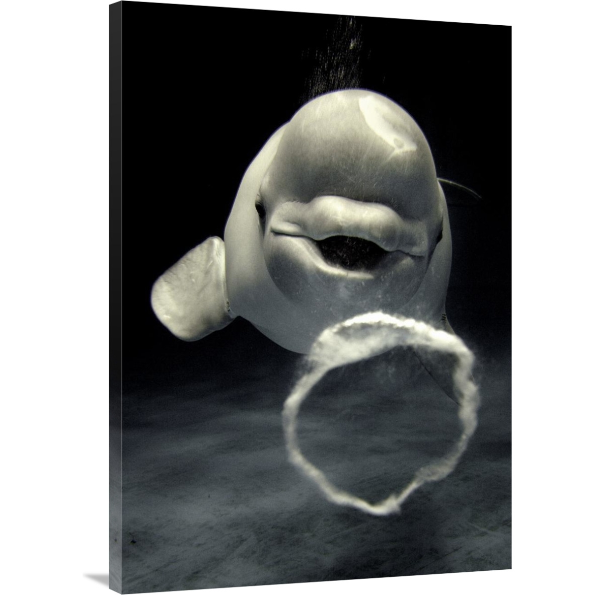 Beluga whale blowing toroidal bubble ring, Shimane Aquarium, Japan-Canvas Art-28&quotx40"