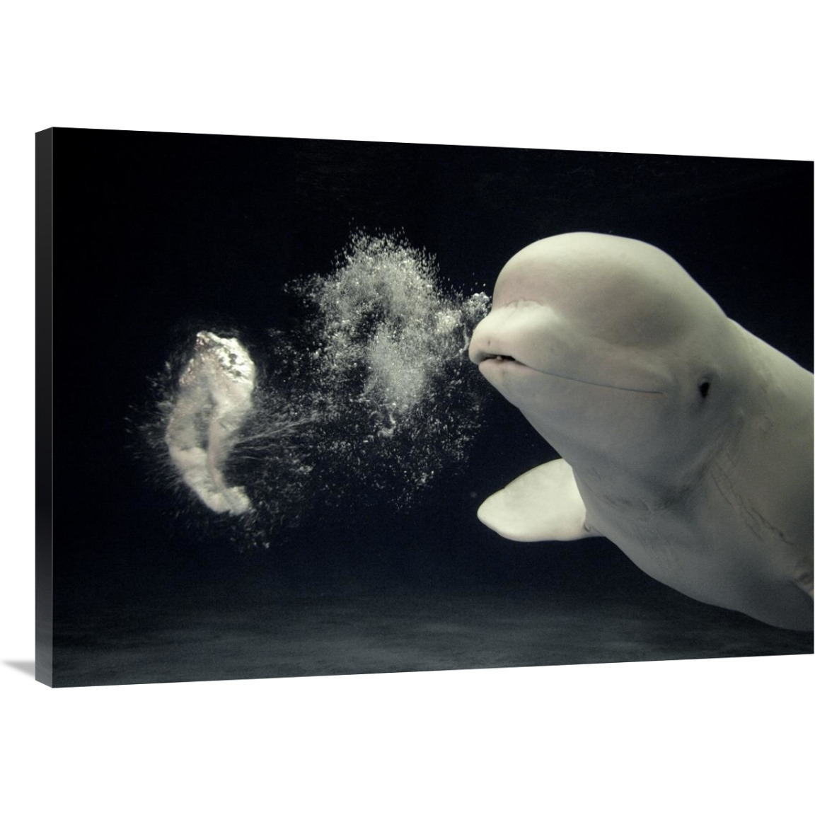 Beluga whale blowing toroidal bubble ring, Shimane Aquarium, Japan-Canvas Art-40&quotx28"