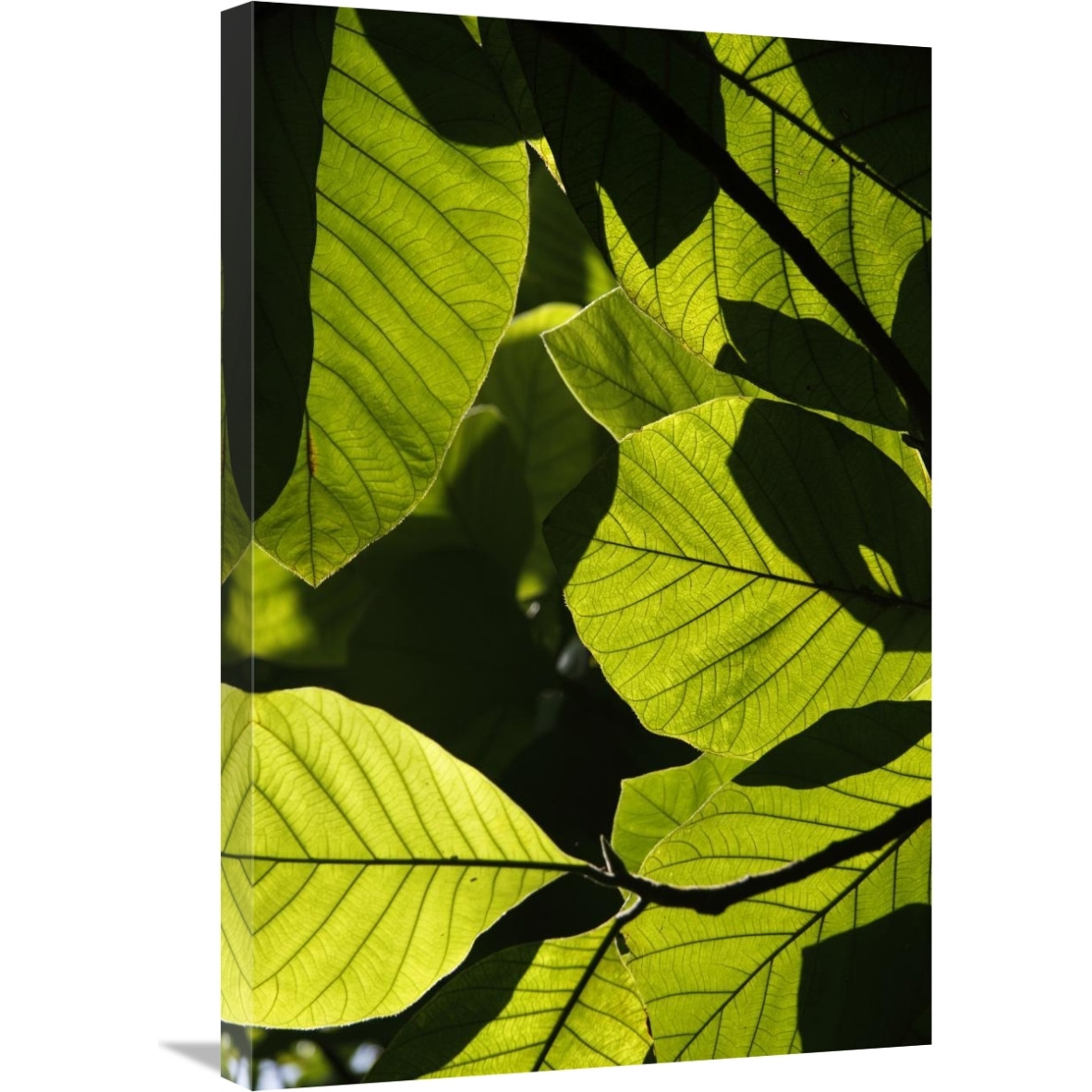 Rainforest leaves showing sunlight and shadow patterns, Borneo, Malaysia-Canvas Art-20&quotx30"