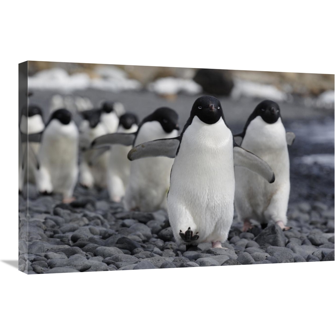 Adelie Penguin group marching to colony, Antarctic Peninsula, Antarctica-Canvas Art-30&quotx20"