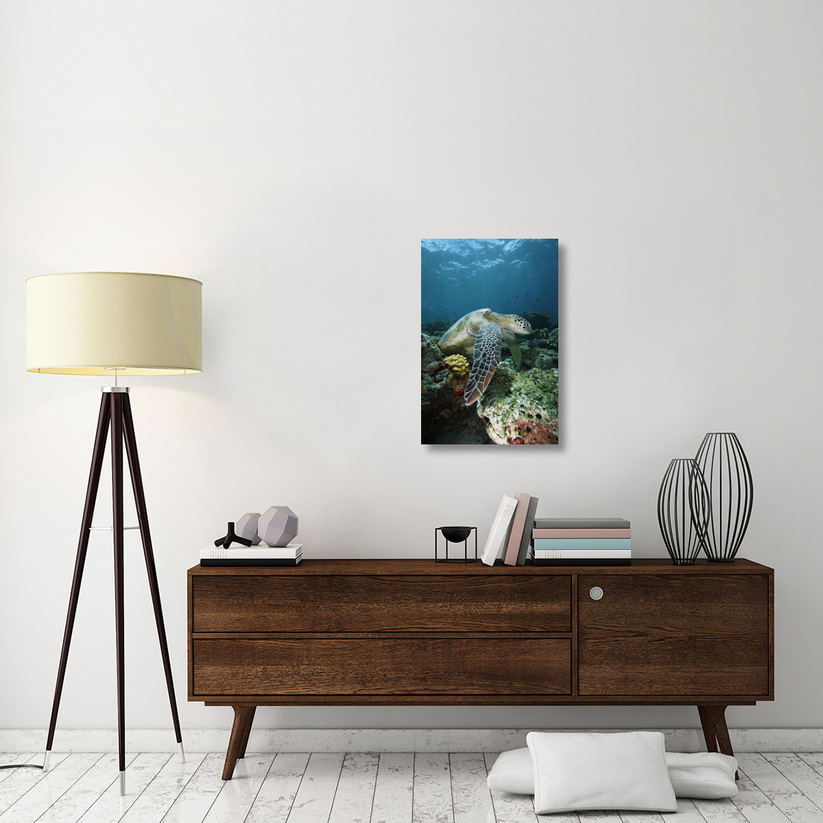 Green Sea Turtle on coral reef, endangered, Sipadan Island, Celebes Sea, Borneo-Canvas Art-20&quotx30"
