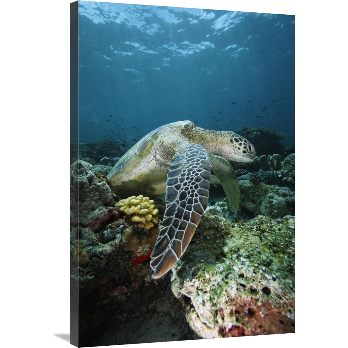 Green Sea Turtle on coral reef, endangered, Sipadan Island, Celebes Sea, Borneo-Canvas Art-24&quotx36"